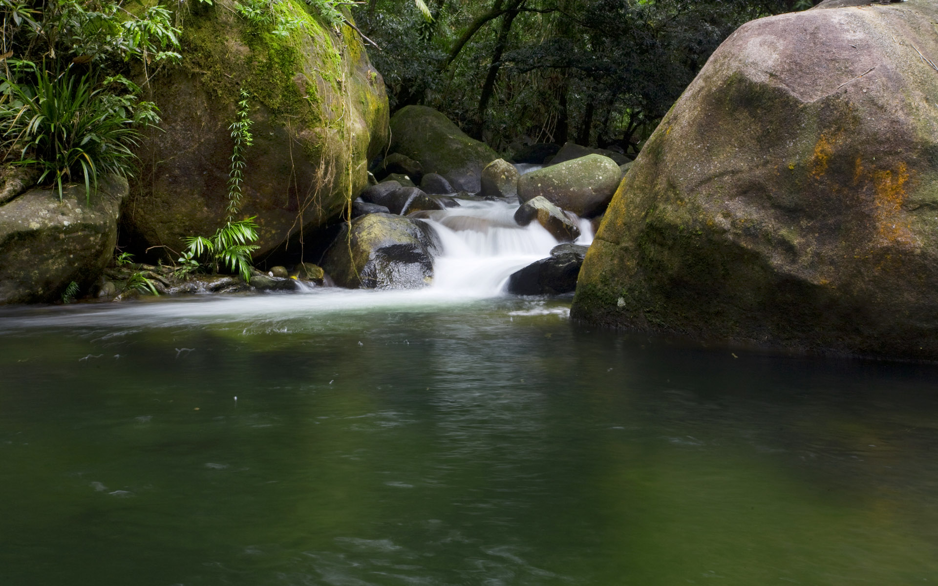 Melhores papéis de parede de Floresta Tropical De Daintree para tela do telefone