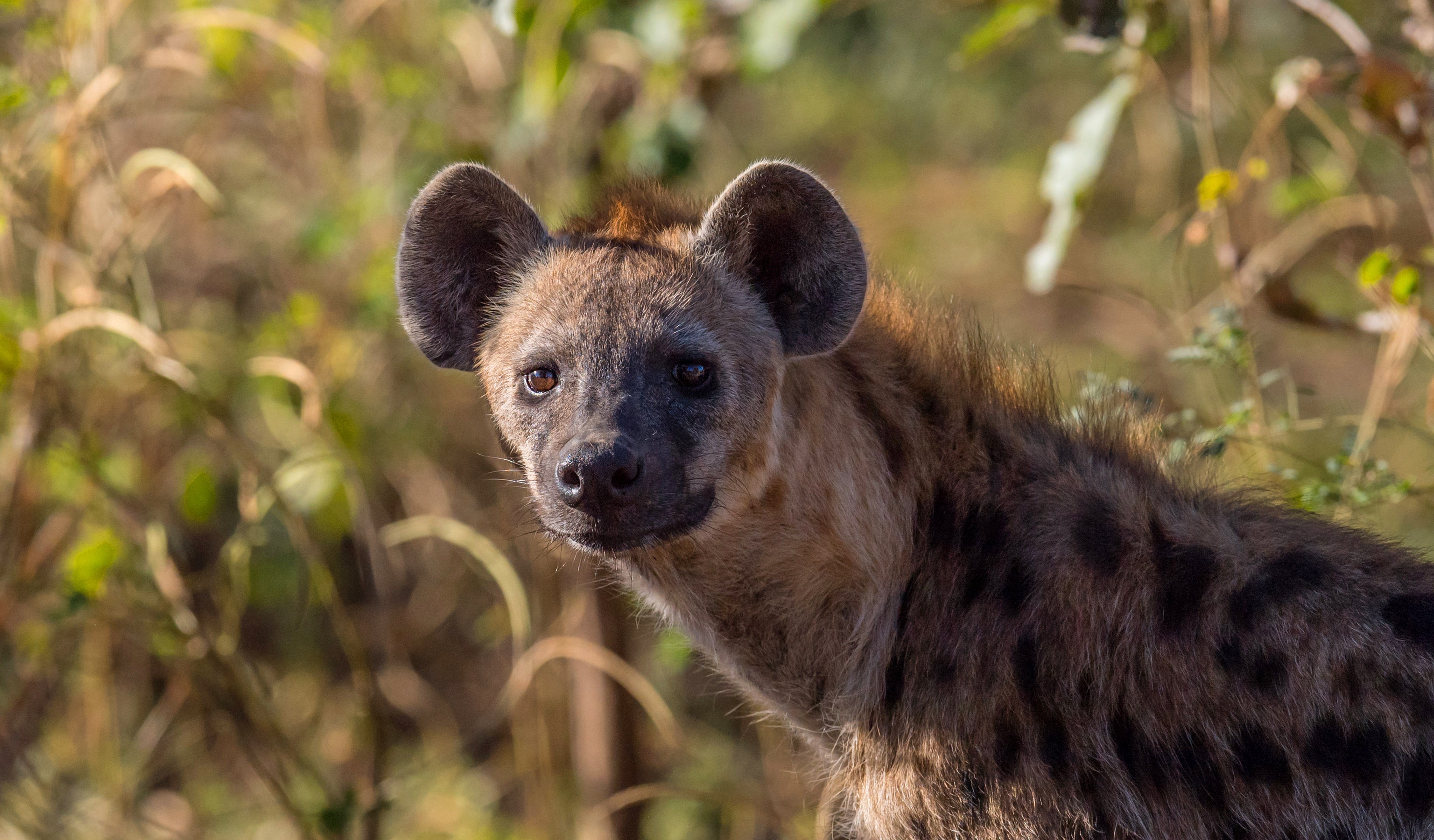 990879 descargar fondo de pantalla animales, hiena manchada: protectores de pantalla e imágenes gratis