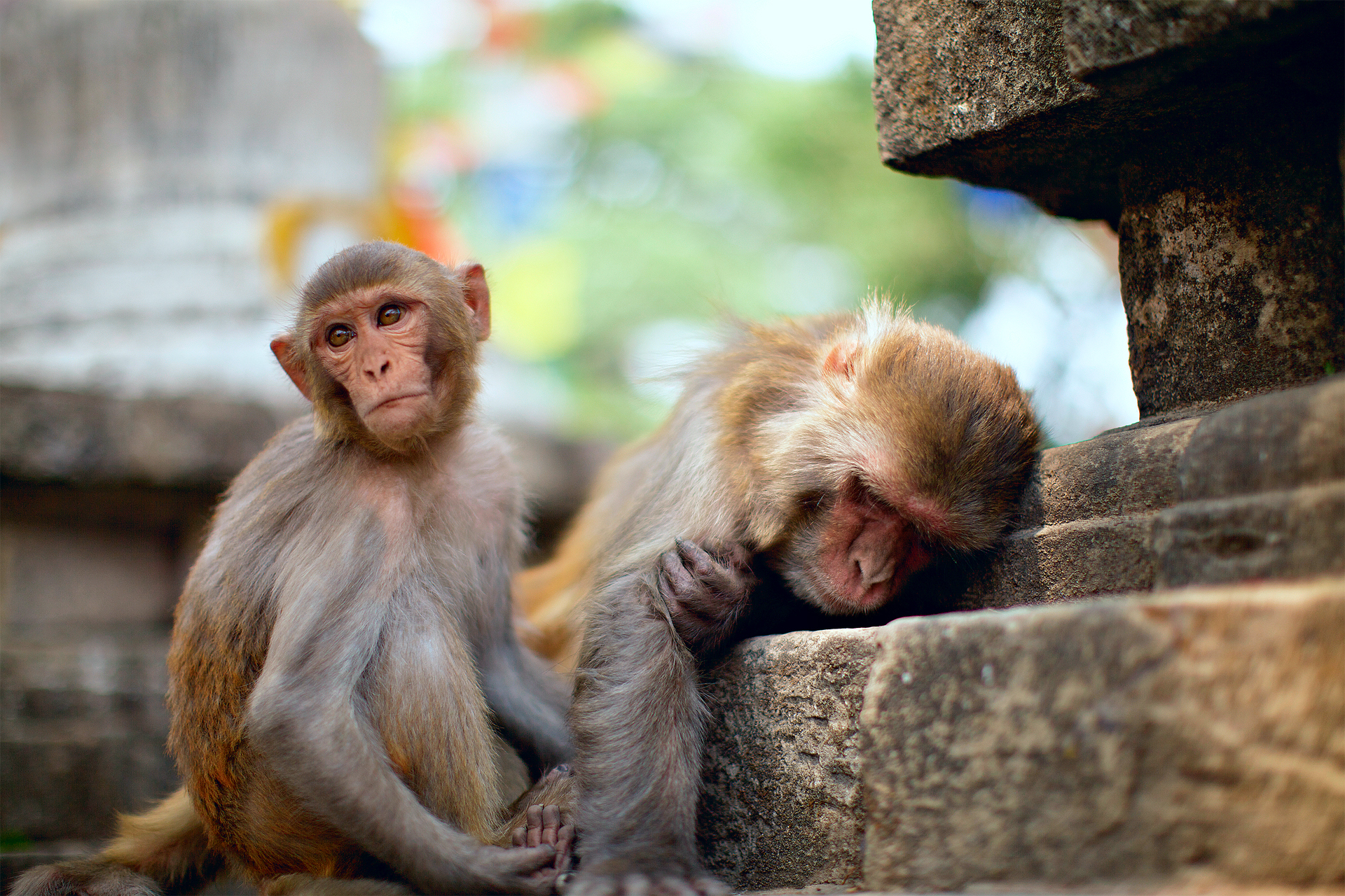729479 Bild herunterladen tiere, makaken, affen, rhesus makaken - Hintergrundbilder und Bildschirmschoner kostenlos