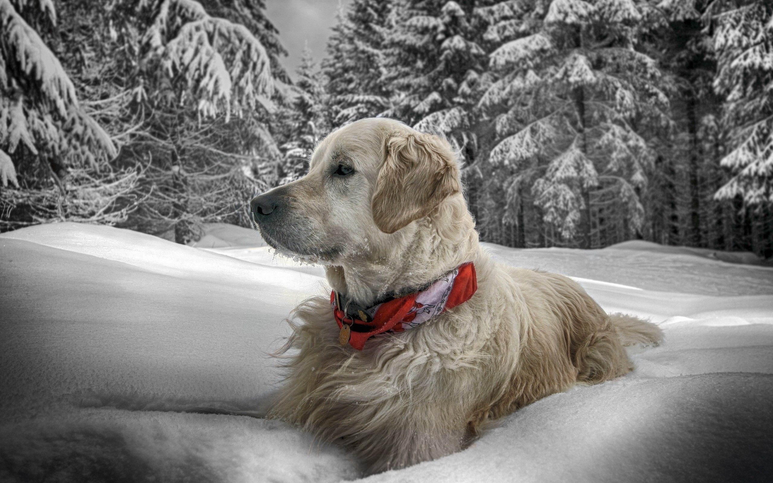 animals, snow, sit, forest, dog, collar