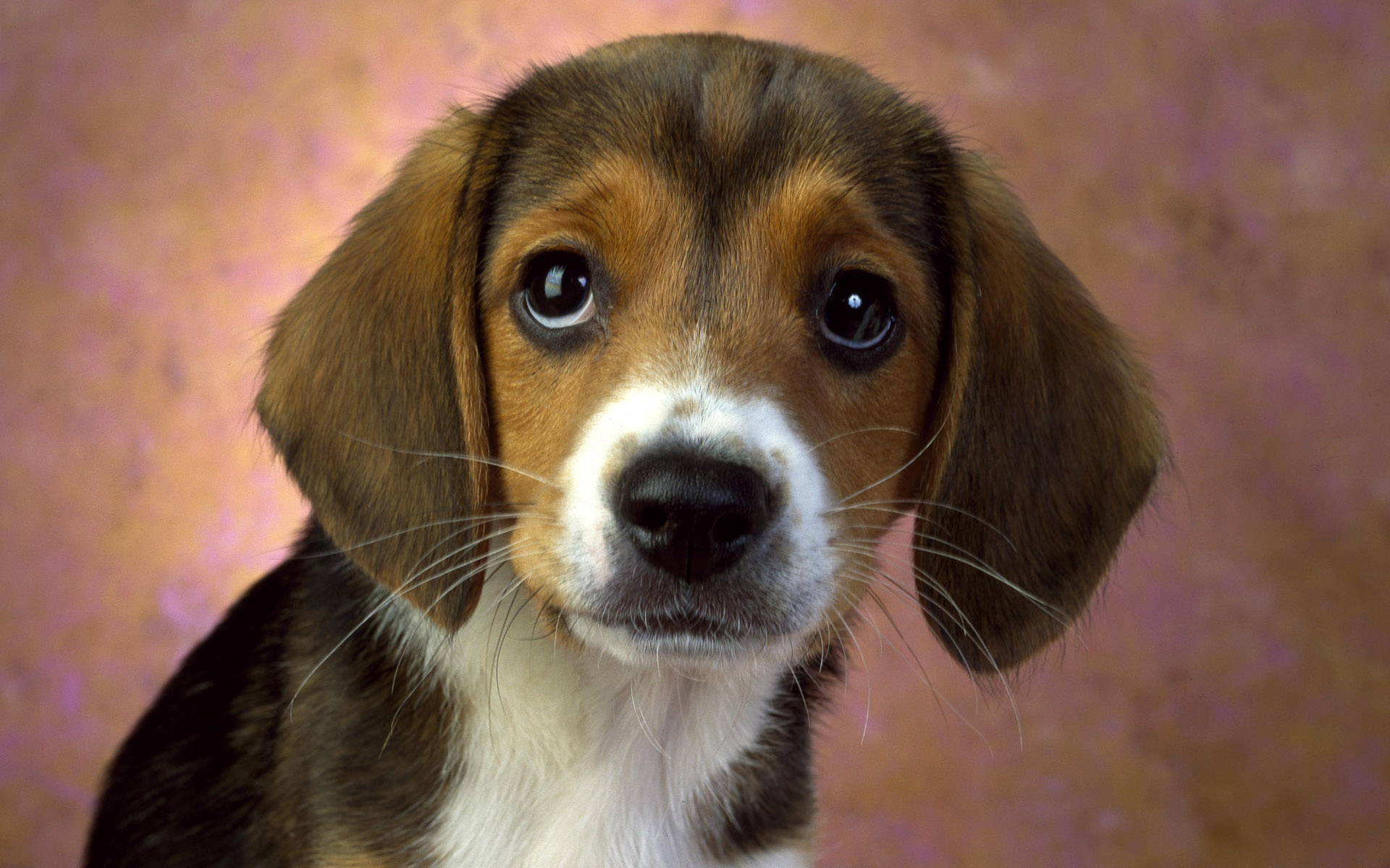 Handy-Wallpaper Beagle, Nahansicht, Welpen, Hunde, Gesicht, Hund, Tiere, Süß kostenlos herunterladen.