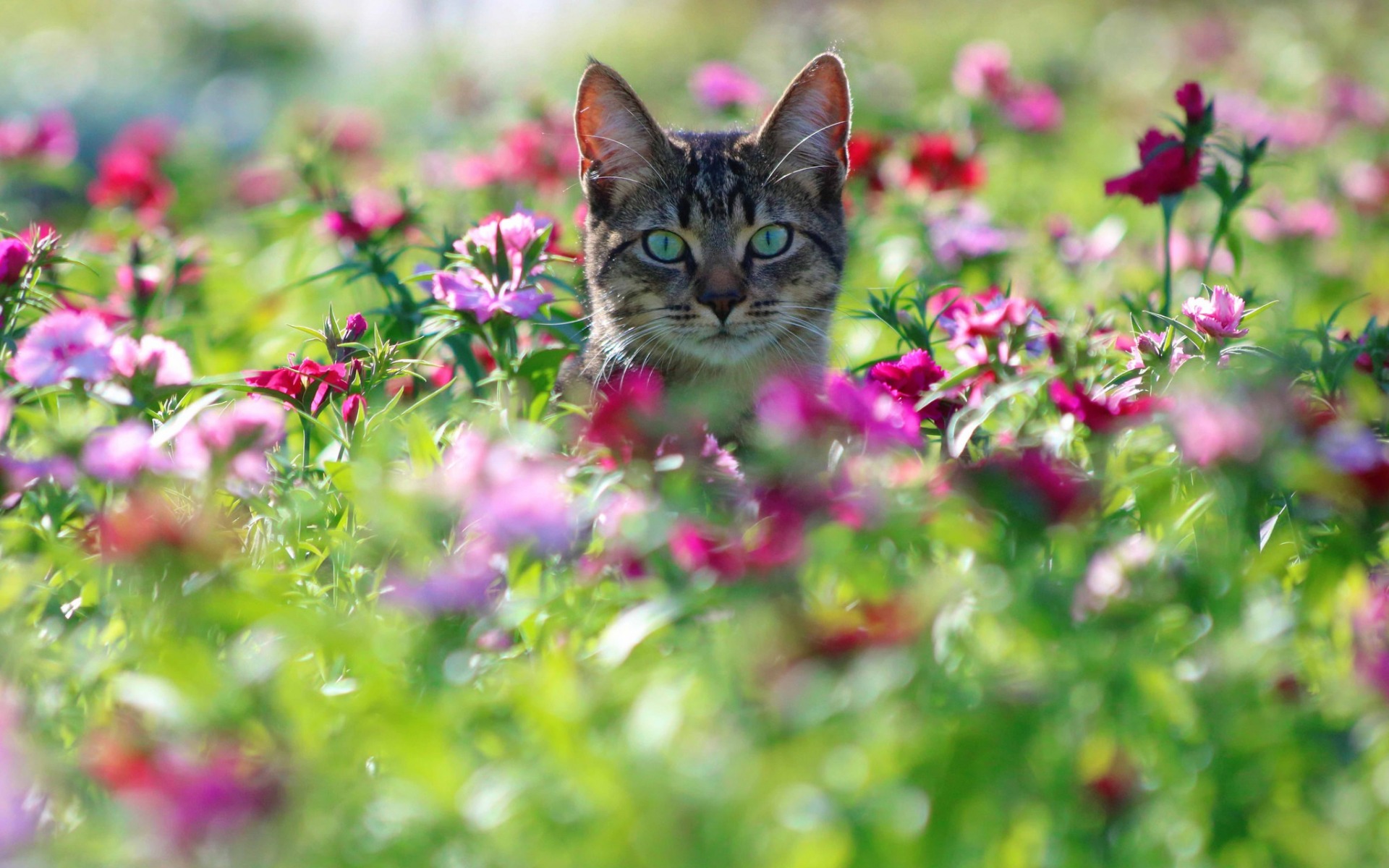 Handy-Wallpaper Tiere, Katzen, Blume, Katze, Starren kostenlos herunterladen.