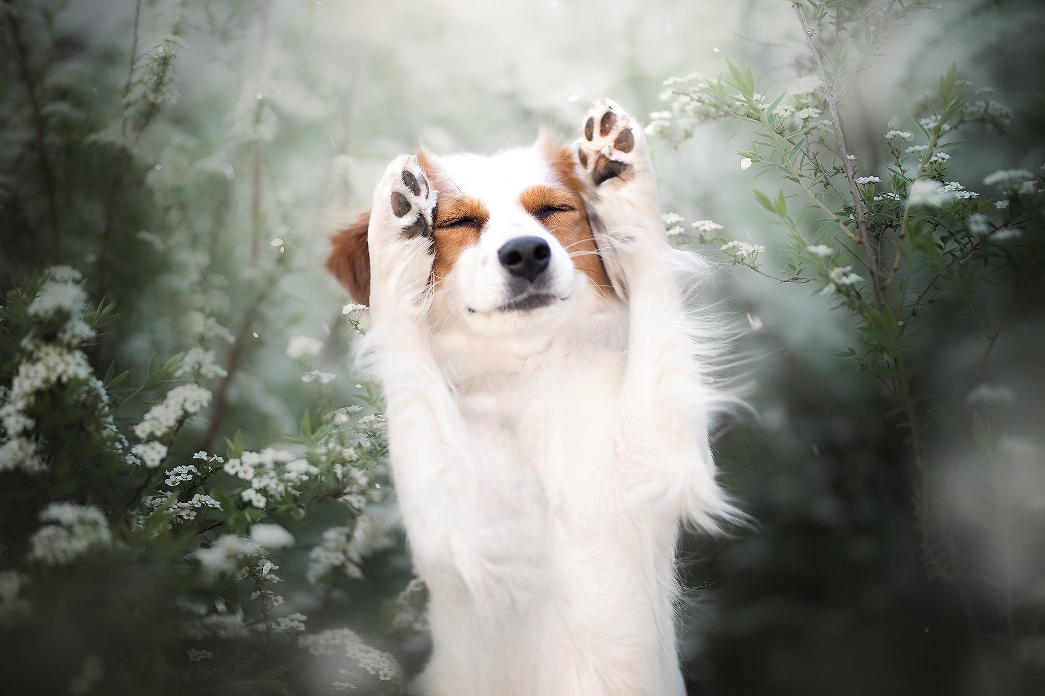 無料モバイル壁紙動物, 犬をダウンロードします。