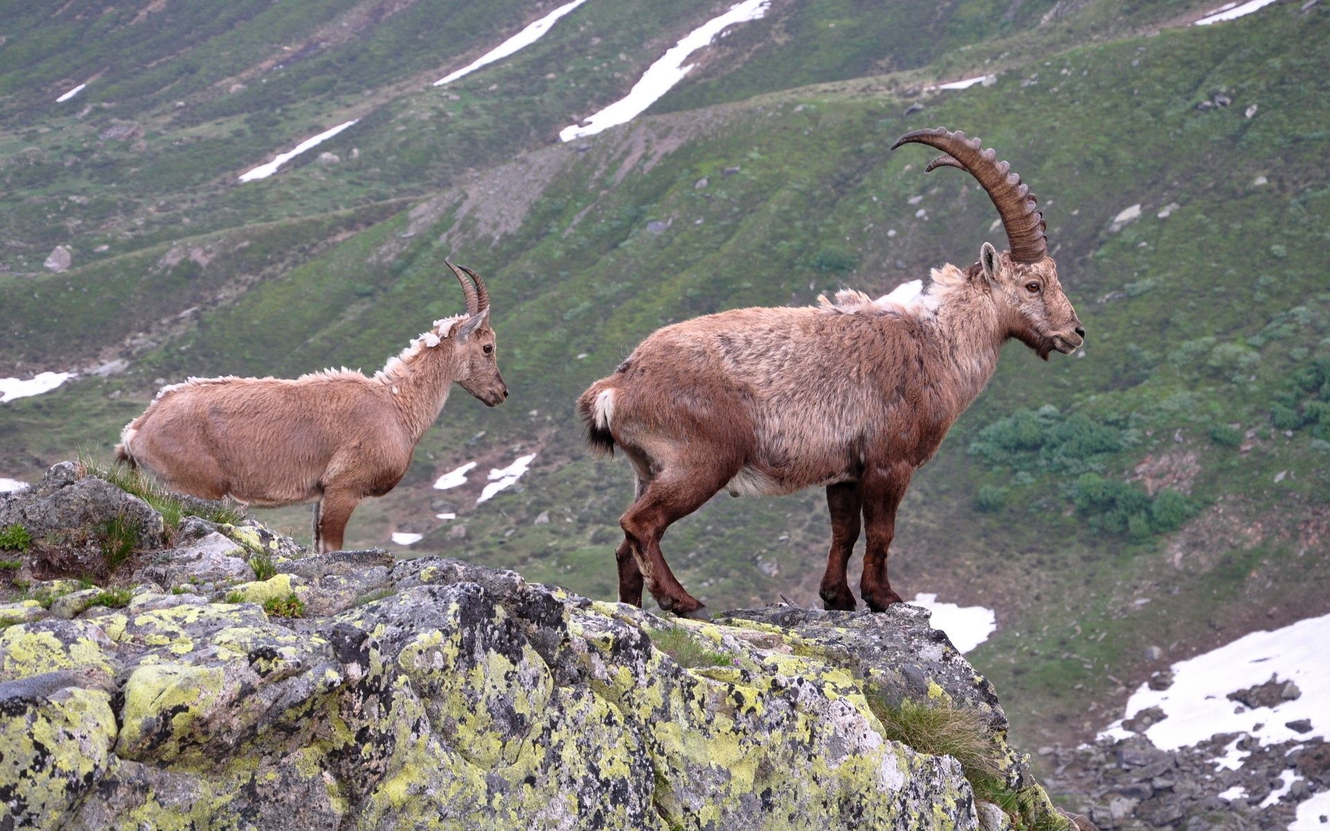mountain goat, animals, rock, horns