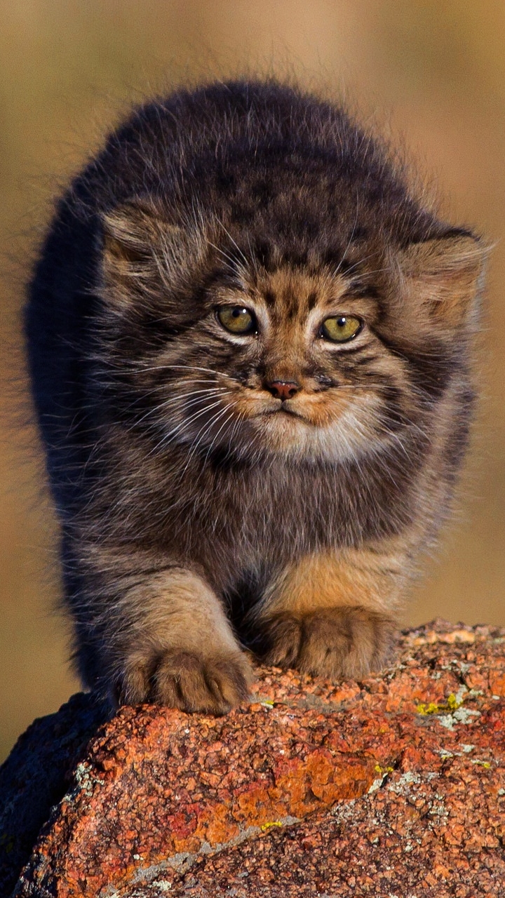 Download mobile wallpaper Cats, Animal, Baby Animal, Pallas's Cat, Cub for free.