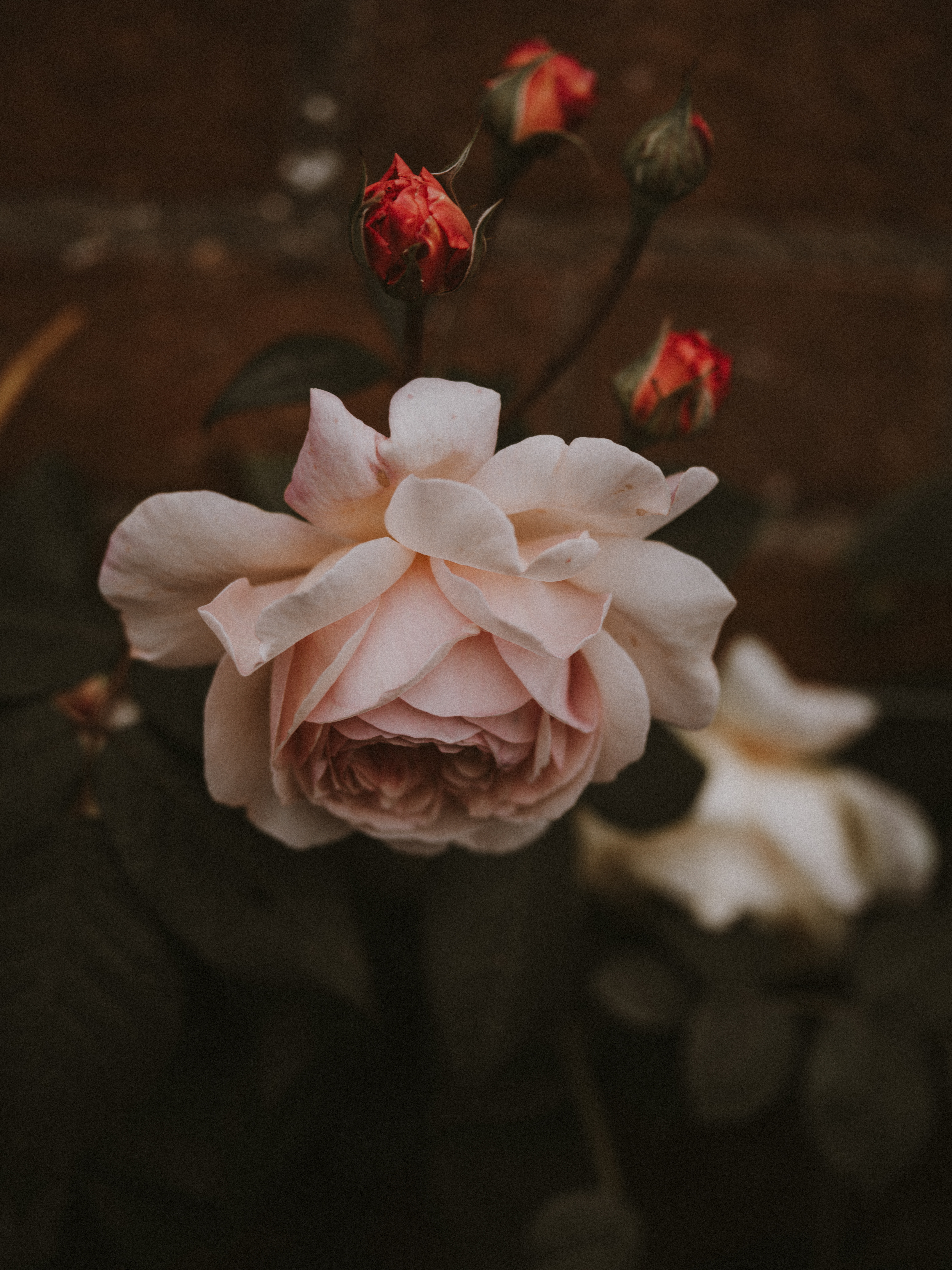 Laden Sie das Rosa, Rose, Blumen, Blühen, Blühenden, Knospen, Blume, Pflanze-Bild kostenlos auf Ihren PC-Desktop herunter