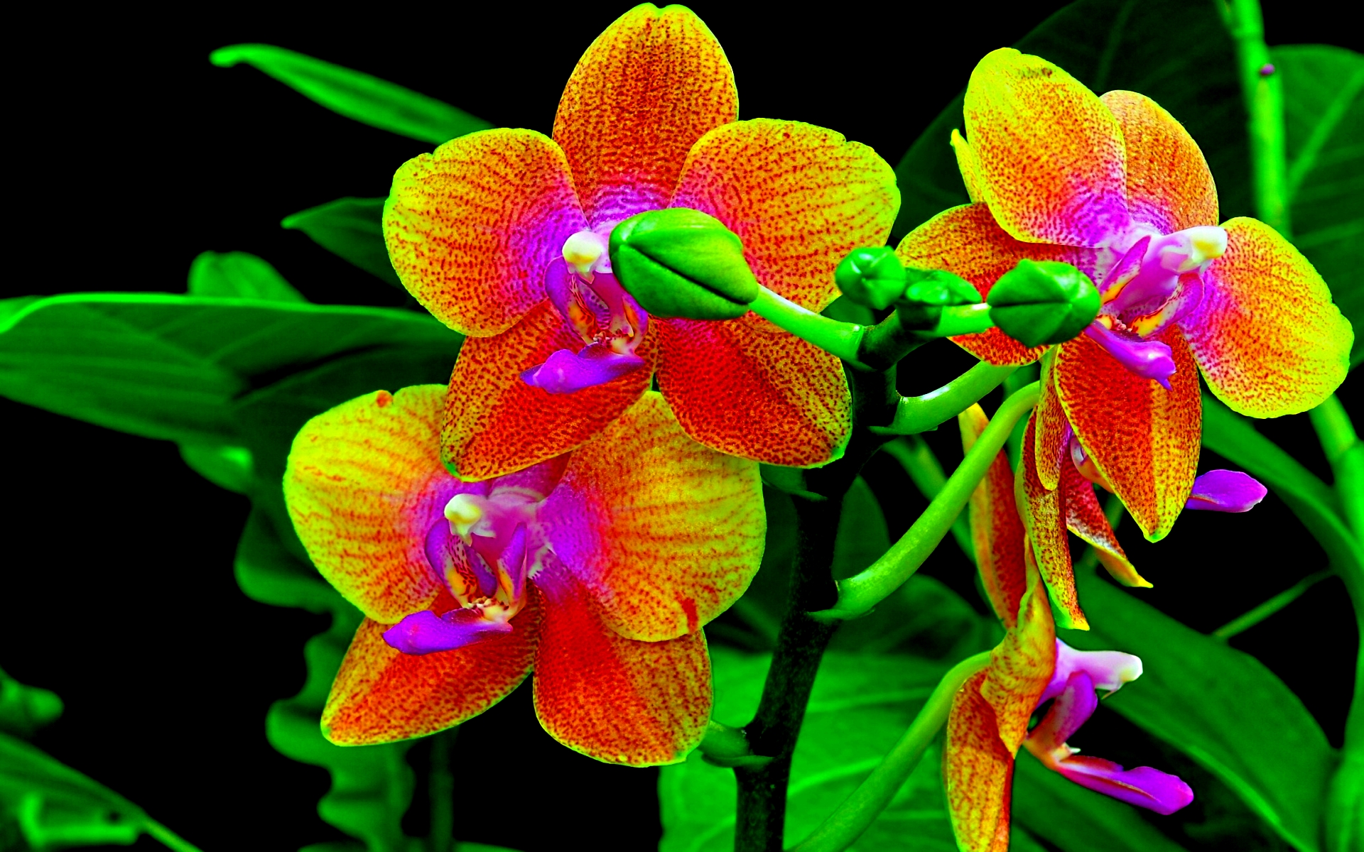 Download mobile wallpaper Flower, Earth, Orchid for free.