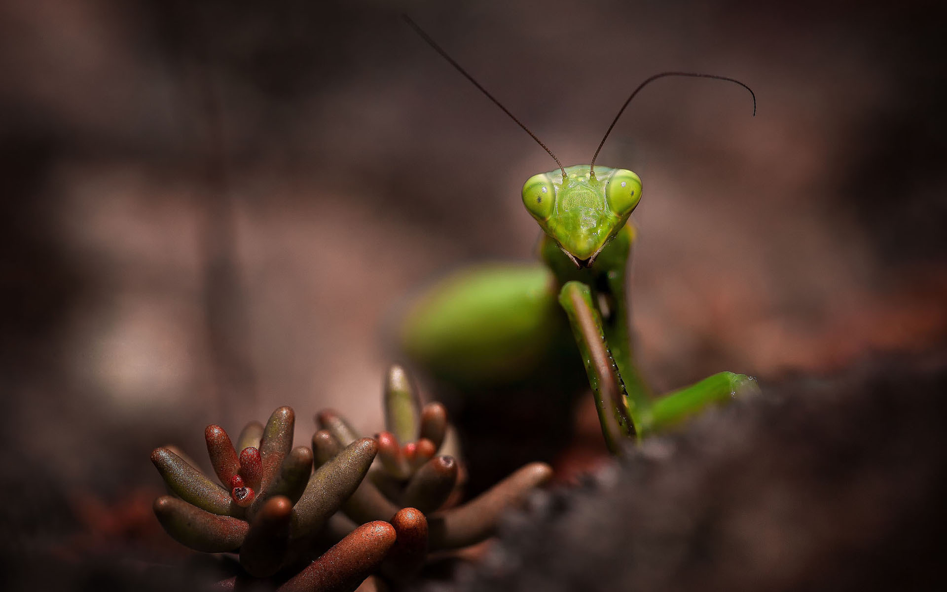 Download mobile wallpaper Praying Mantis, Insects, Animal for free.