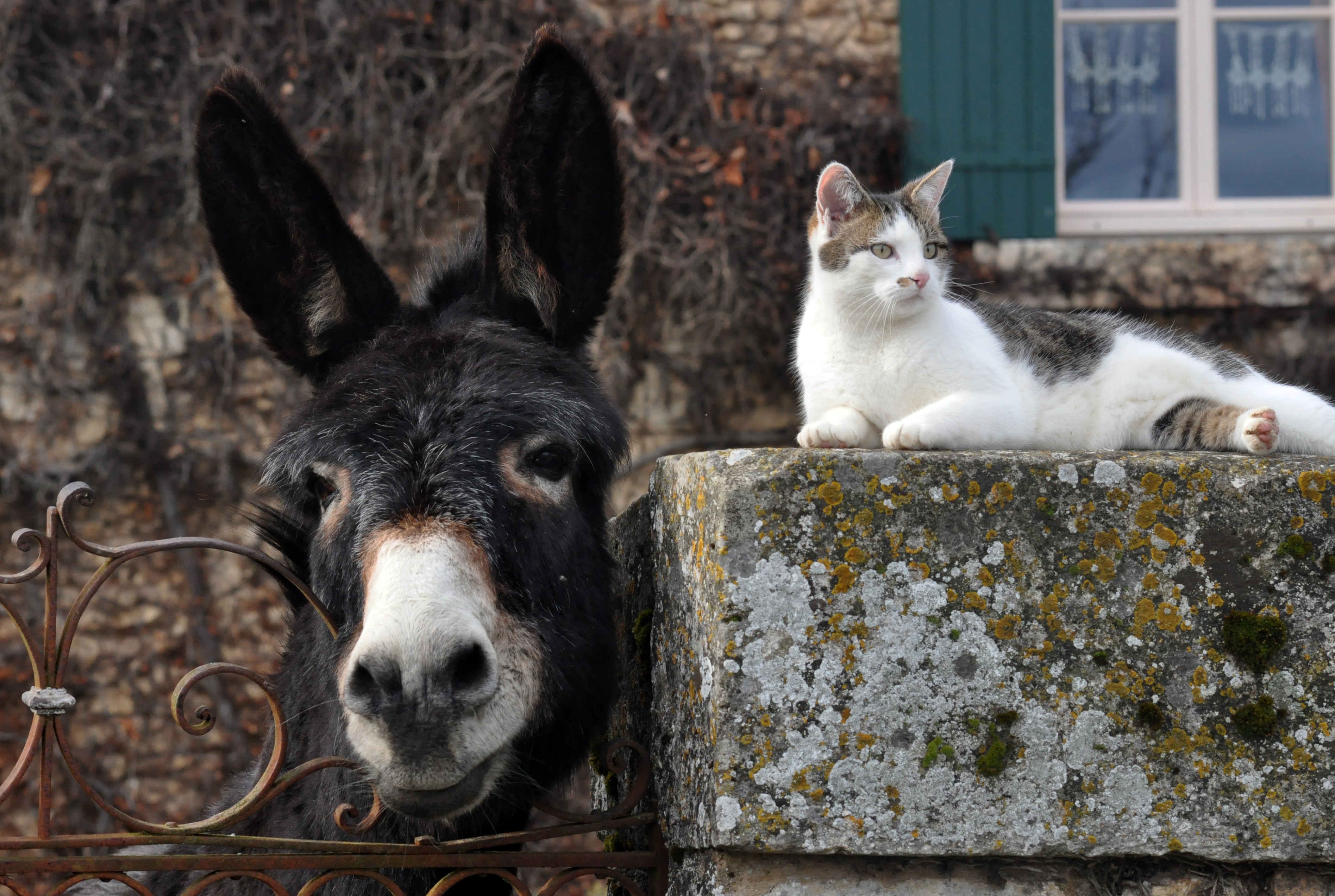 donkey, animal, cute, cat, fence, muzzle