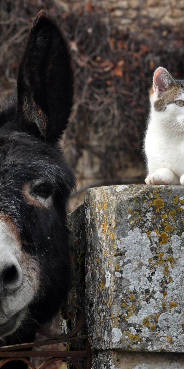 Phone wallpaper: Donkey, Animal, Cute, Cat, Fence, Muzzle 1000093