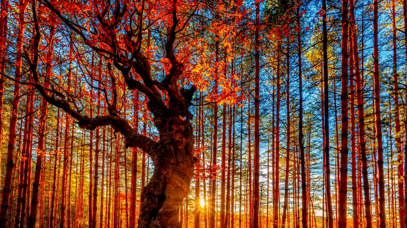 PCデスクトップに木, 秋, 地球画像を無料でダウンロード