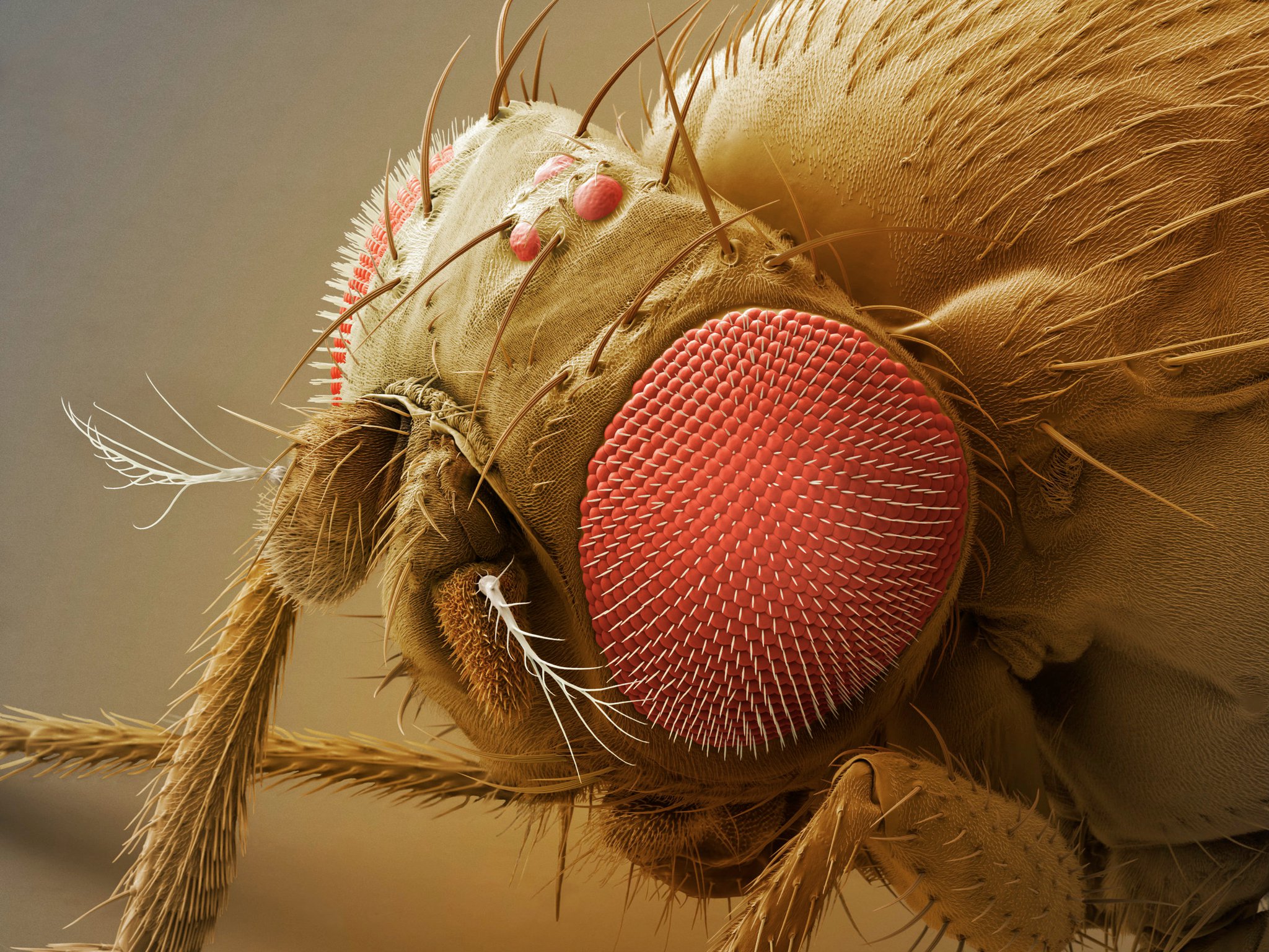 Free download wallpaper Animal, Fly on your PC desktop