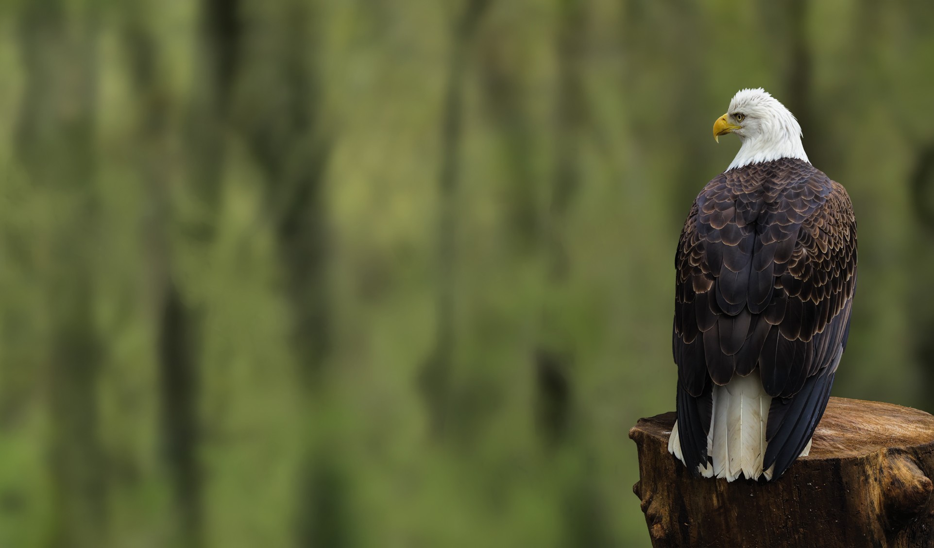 Download mobile wallpaper Bald Eagle, Birds, Animal for free.