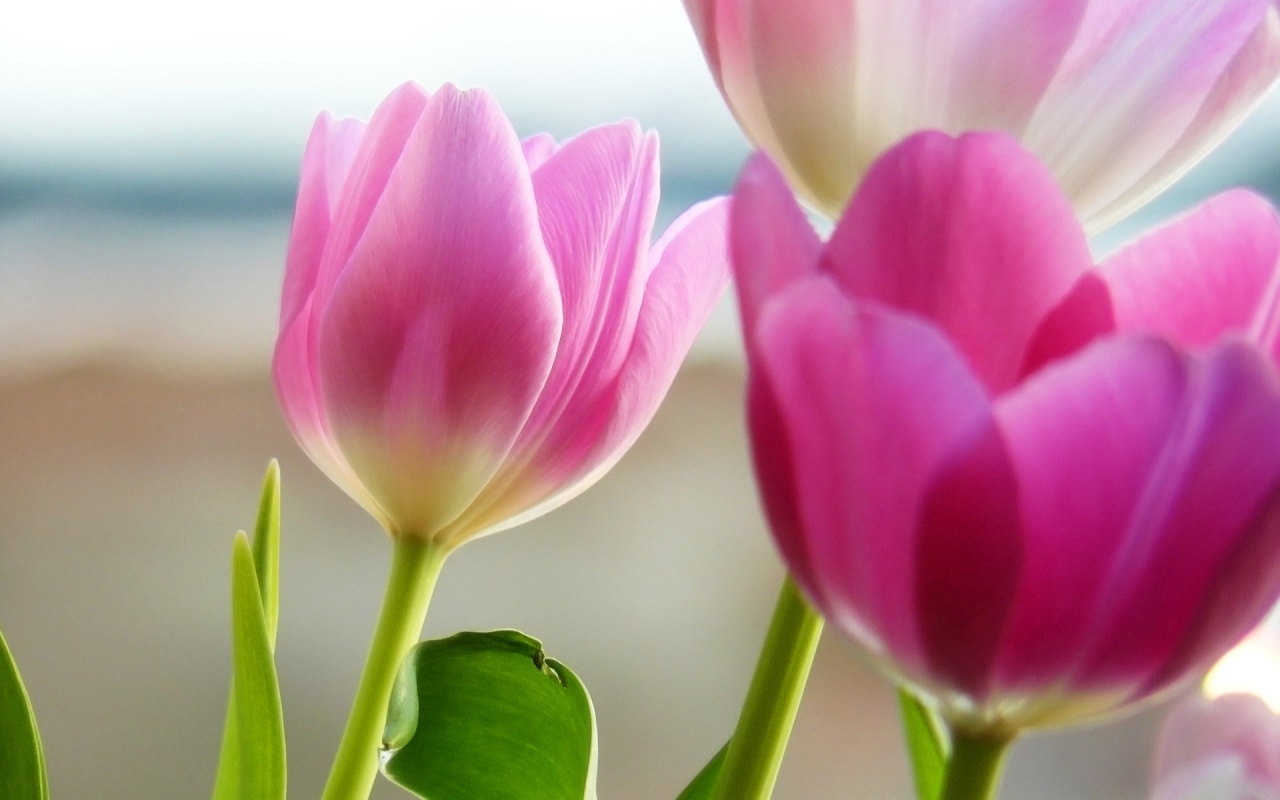 Téléchargez des papiers peints mobile Plantes, Fleurs, Tulipes gratuitement.