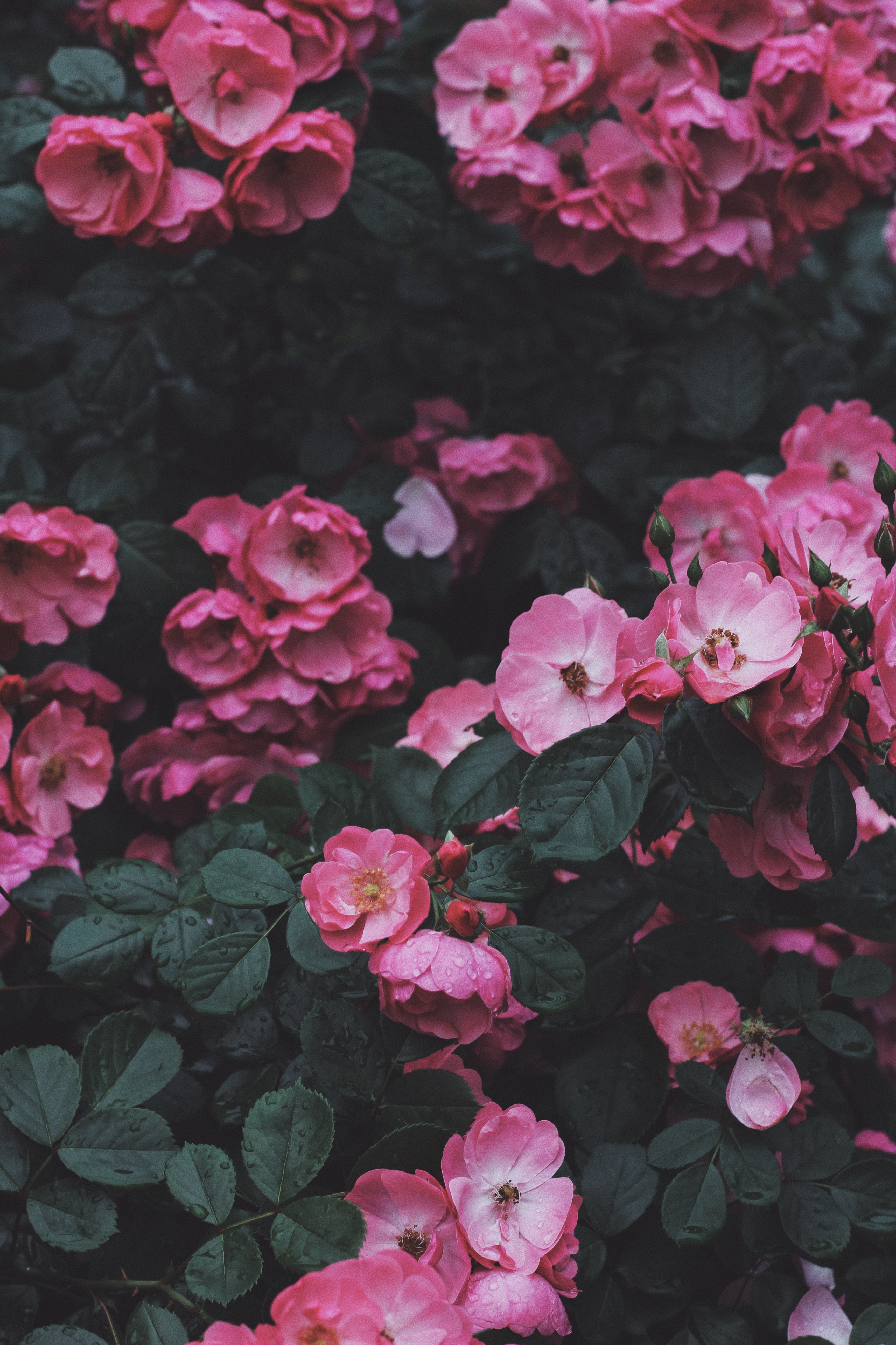 89049 завантажити картинку цвітіння, квіти, кущ, рожевий, дика троянда - шпалери і заставки безкоштовно