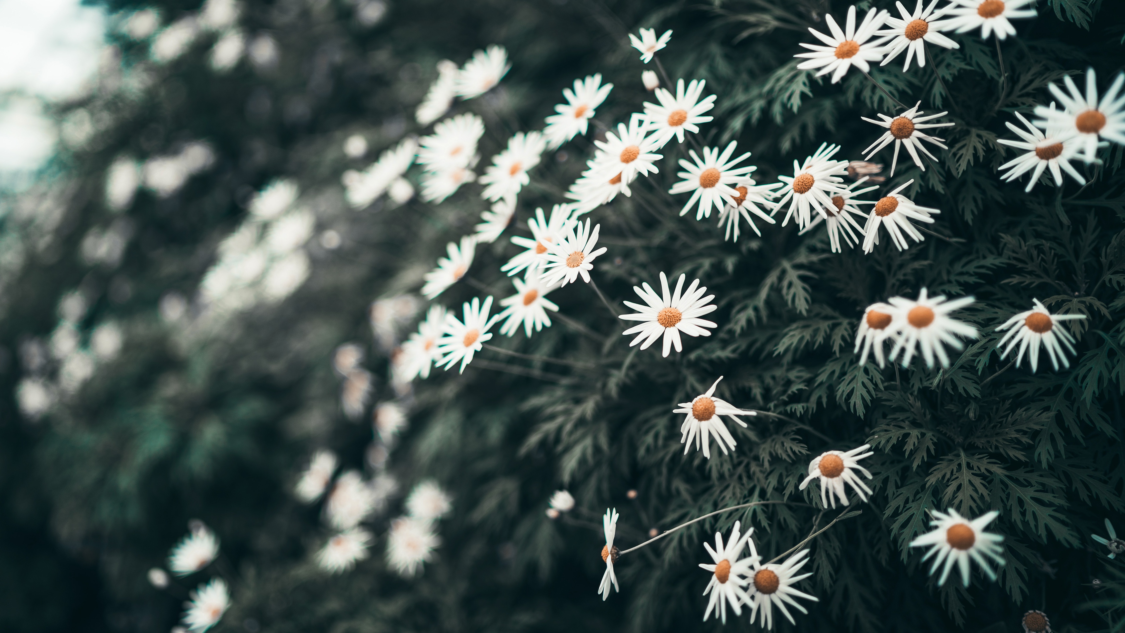 Download mobile wallpaper Flower, Earth, Chamomile for free.