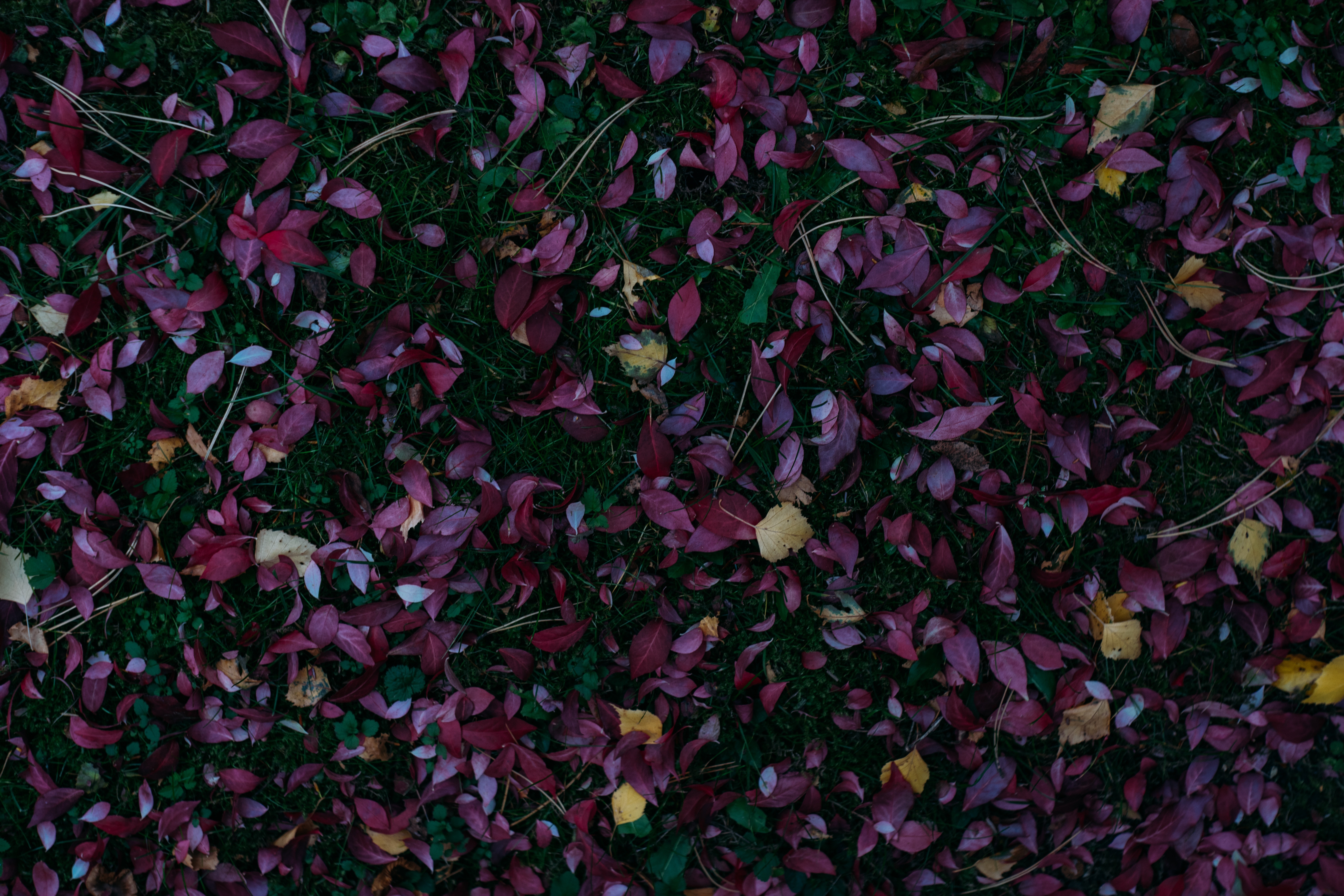Free download wallpaper Grass, Fallen, Nature, Autumn Colors, Autumn Paints, Leaves, Autumn on your PC desktop