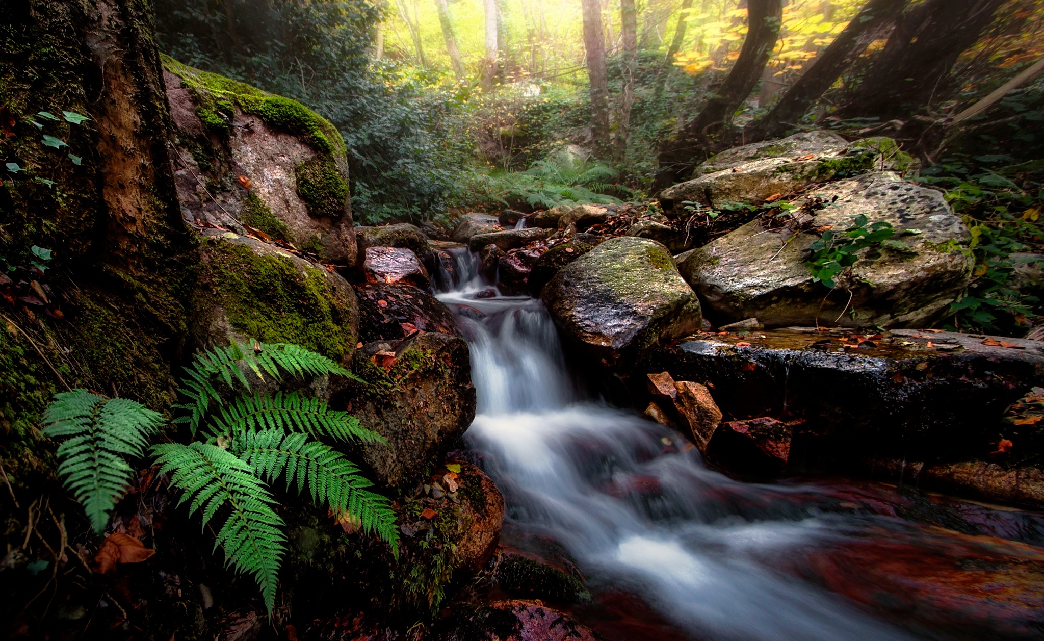 Free download wallpaper Nature, Fern, Earth, Stream on your PC desktop