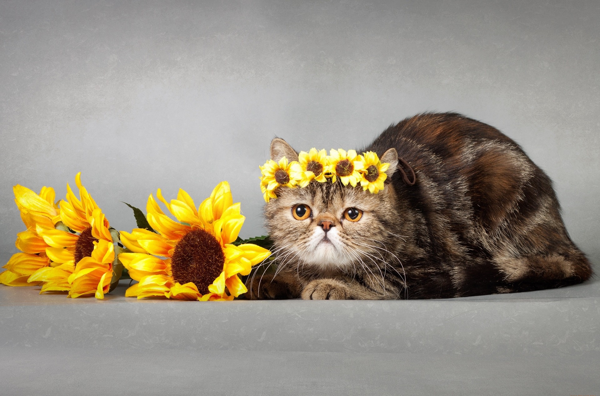 Laden Sie das Tiere, Katzen, Katze, Sonnenblume-Bild kostenlos auf Ihren PC-Desktop herunter
