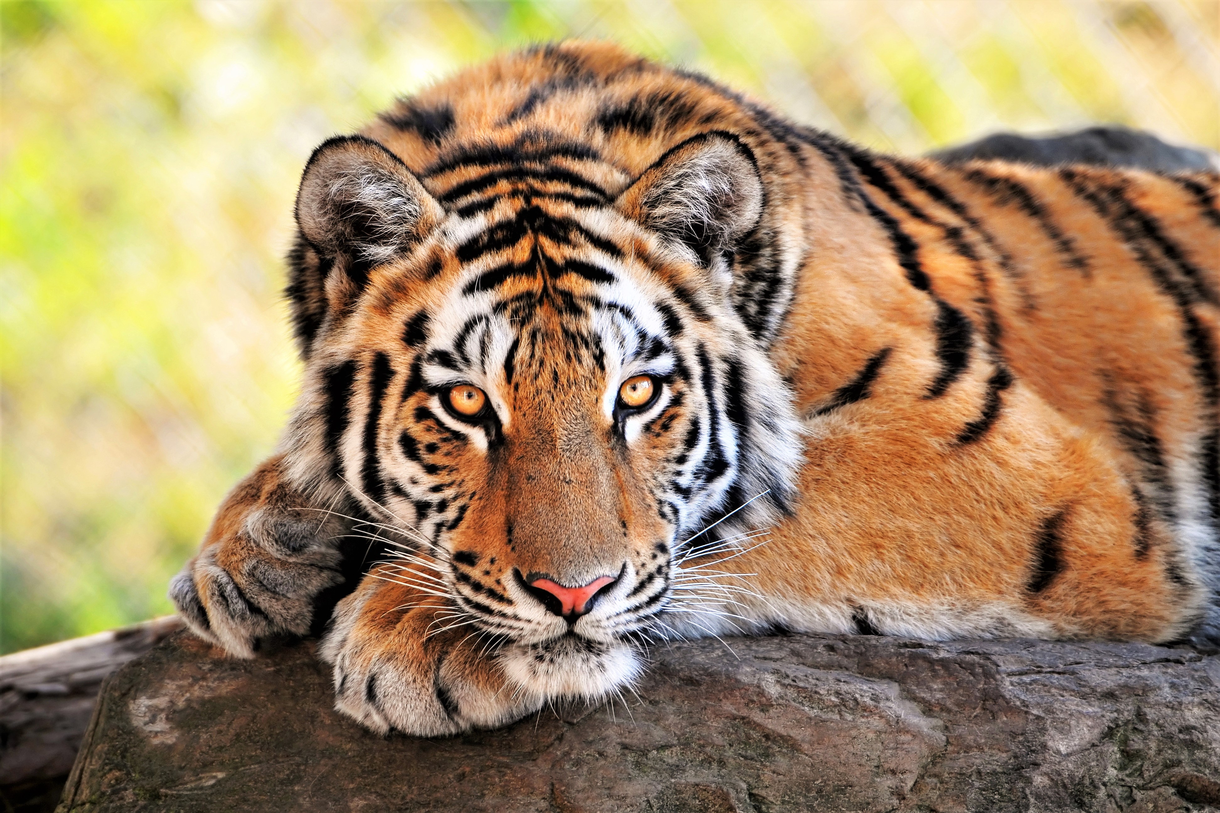 Laden Sie Bengalischer Tiger HD-Desktop-Hintergründe herunter