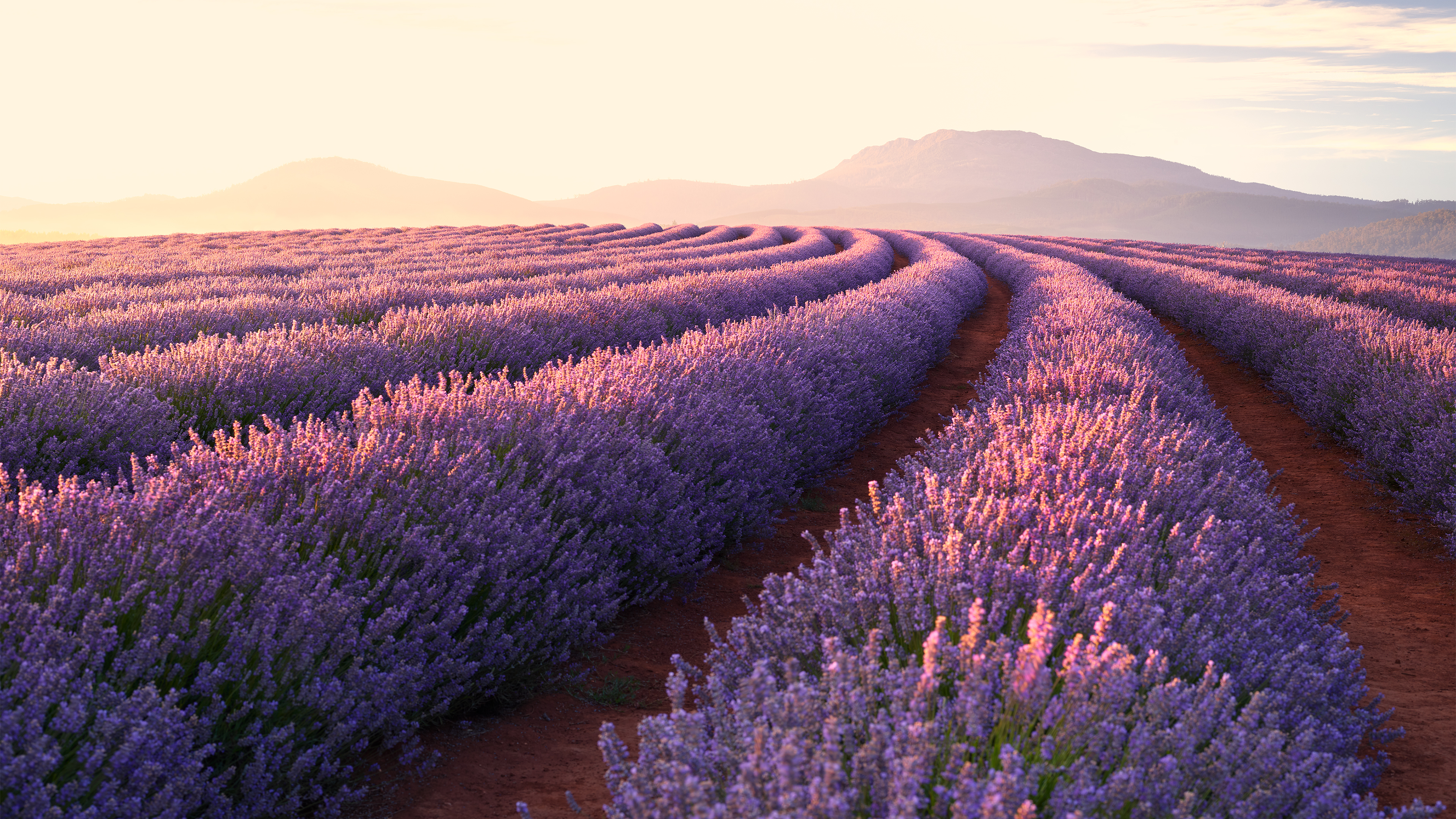 Free download wallpaper Landscape, Nature, Flowers, Summer, Flower, Earth, Lavender, Purple Flower on your PC desktop