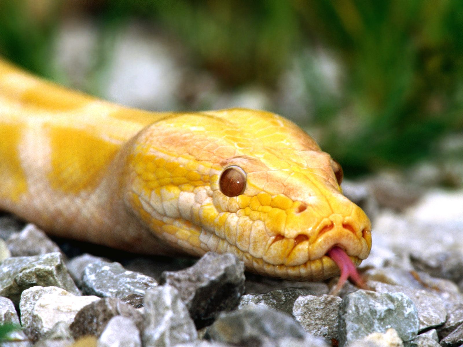 Laden Sie das Schlange, Reptilien, Tiere-Bild kostenlos auf Ihren PC-Desktop herunter
