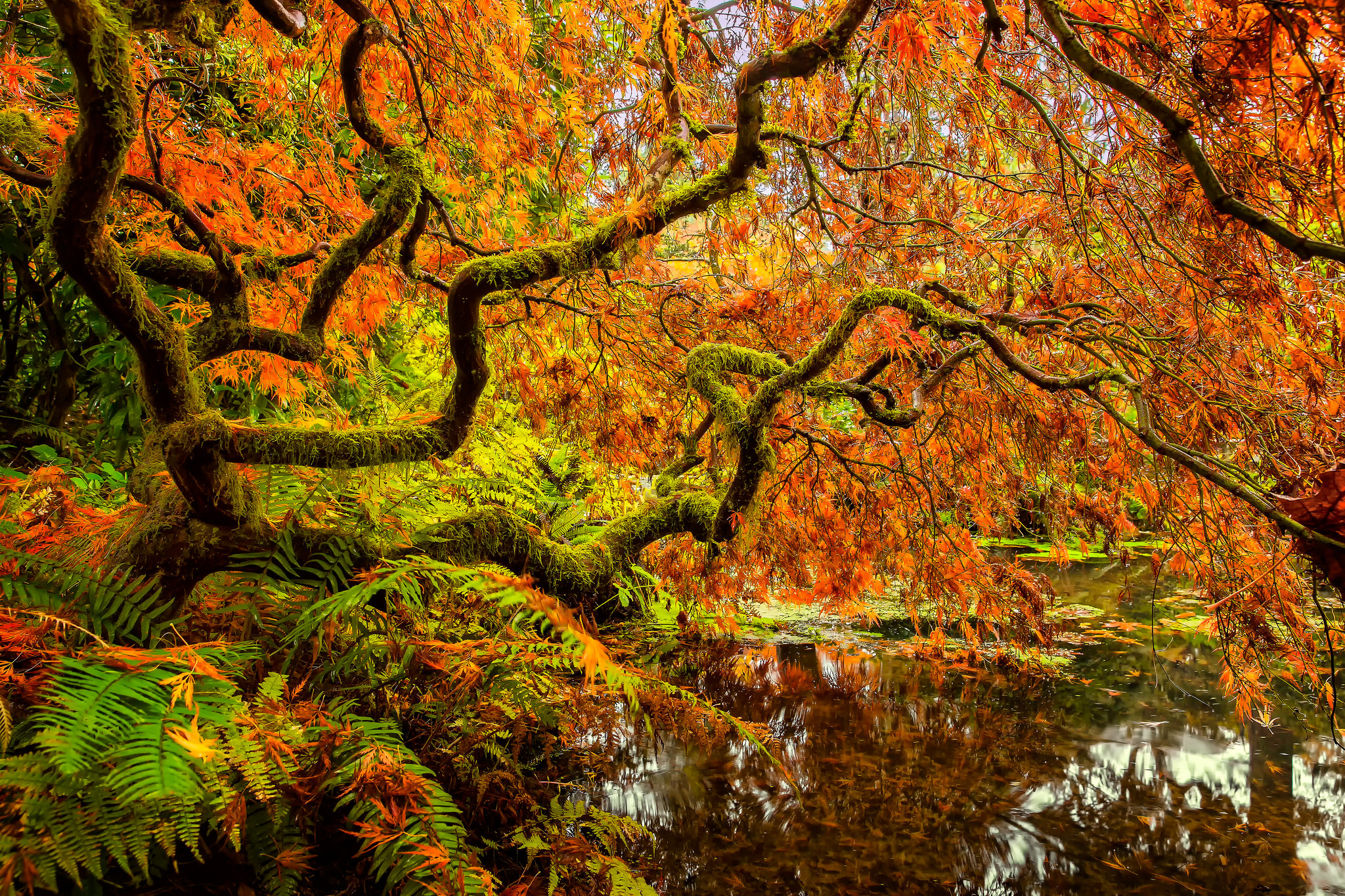 779313 скачать картинку осень, сделано человеком, японский сад, кубота гарденс, мох, дуб, сиэтл, дерево - обои и заставки бесплатно