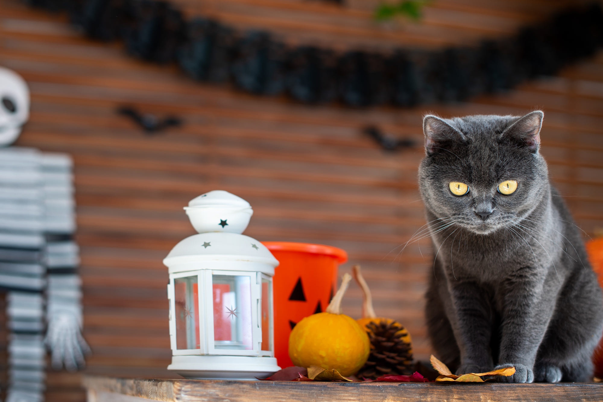 Baixe gratuitamente a imagem Gato, Gatos, Animais na área de trabalho do seu PC