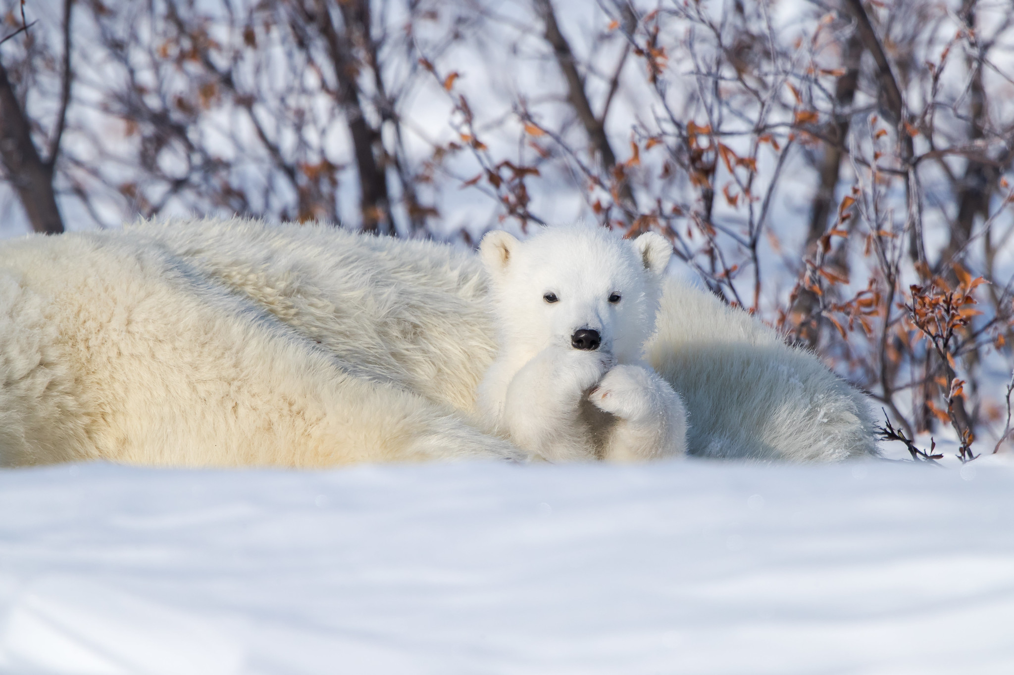 Free download wallpaper Bears, Animal, Cute, Polar Bear, Cub on your PC desktop