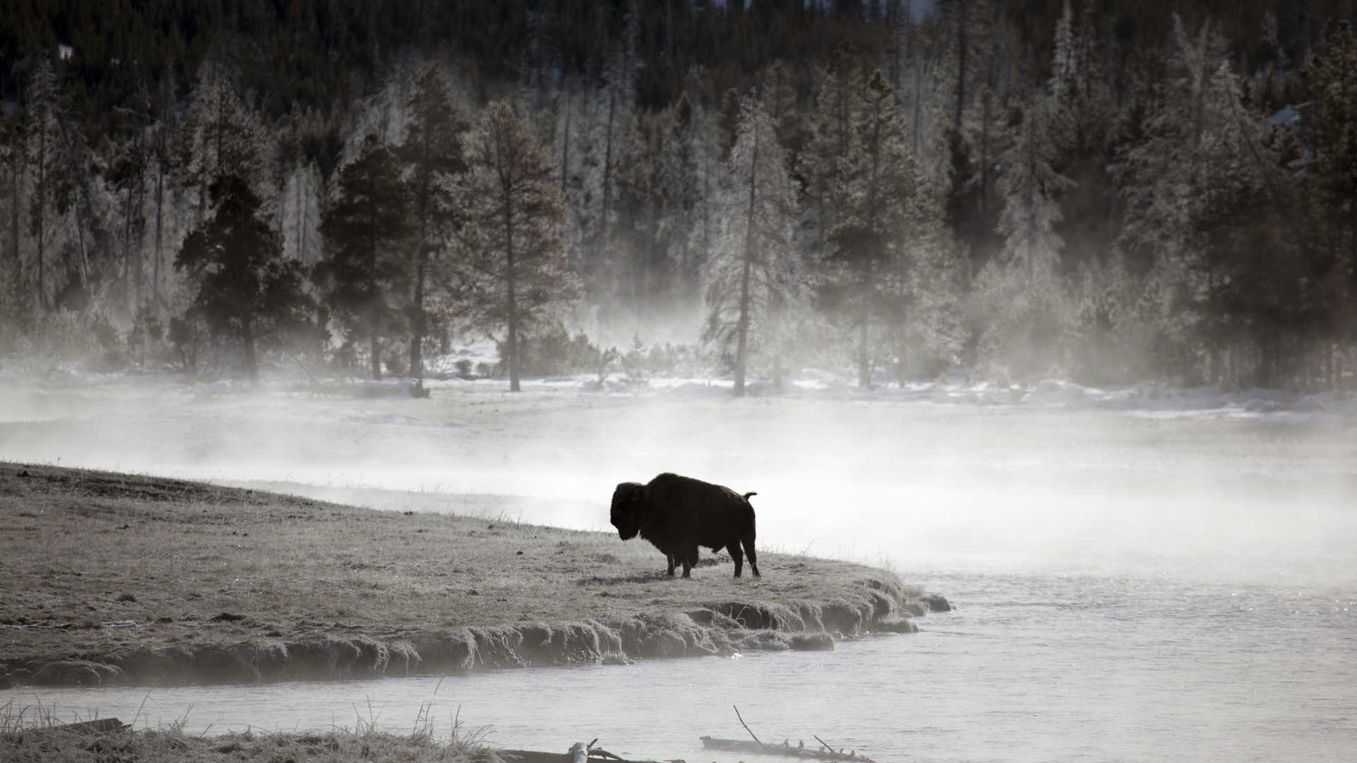 608457 Bild herunterladen tiere, amerikanischer bison - Hintergrundbilder und Bildschirmschoner kostenlos