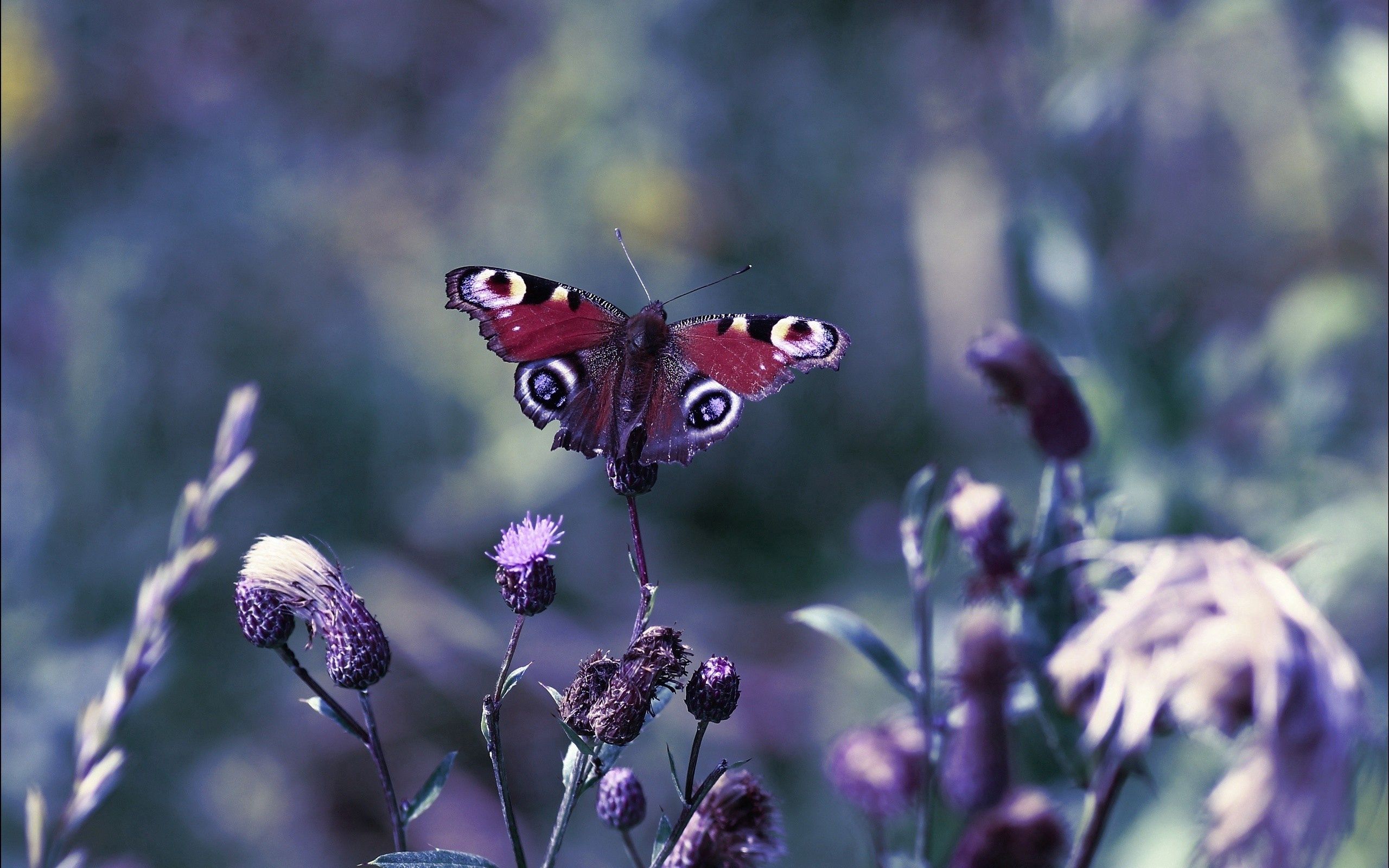 butterfly, light, grass, leaves, macro, glare, shine Full HD