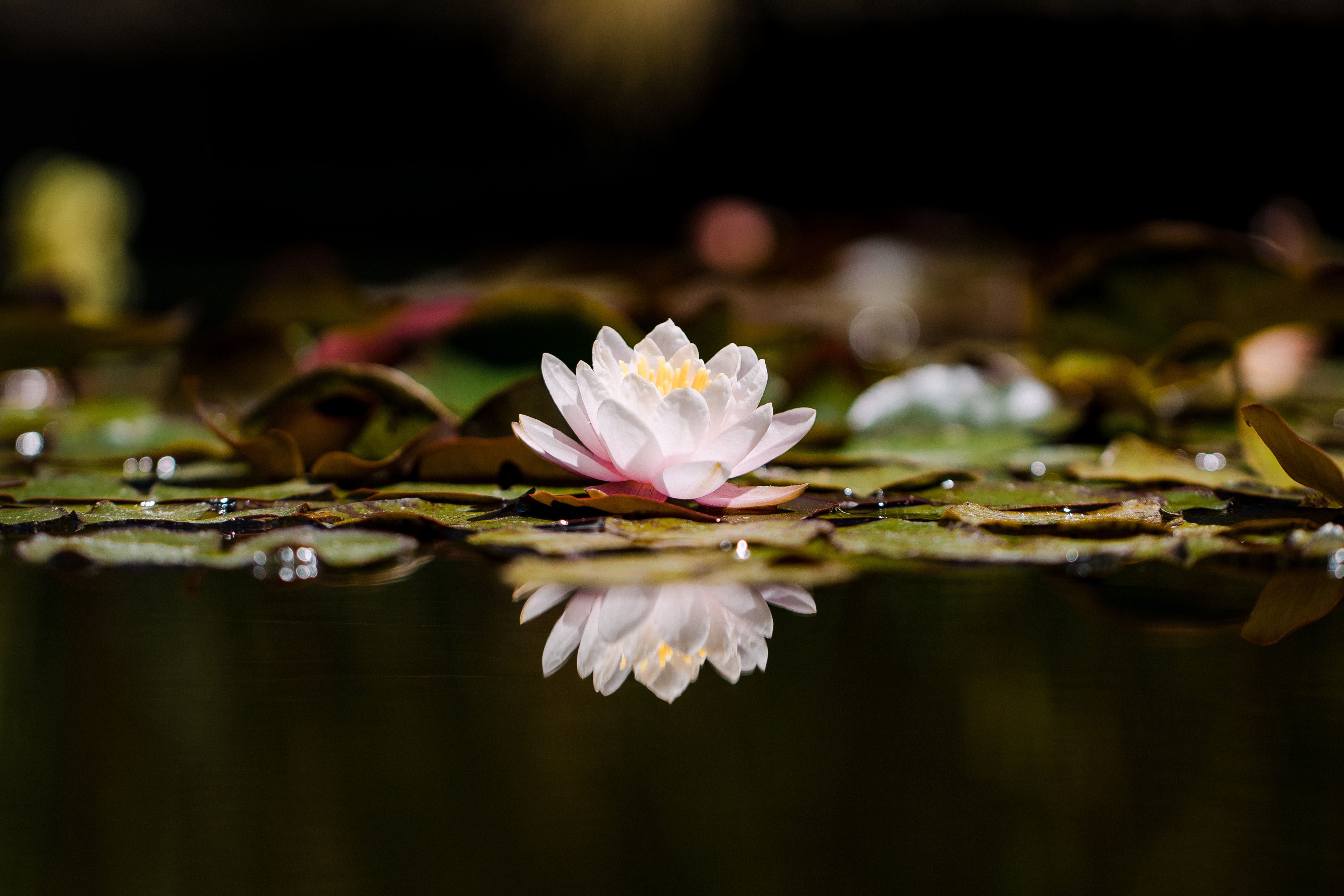 flower, flowers, lotus, reflection, plant 4K for PC