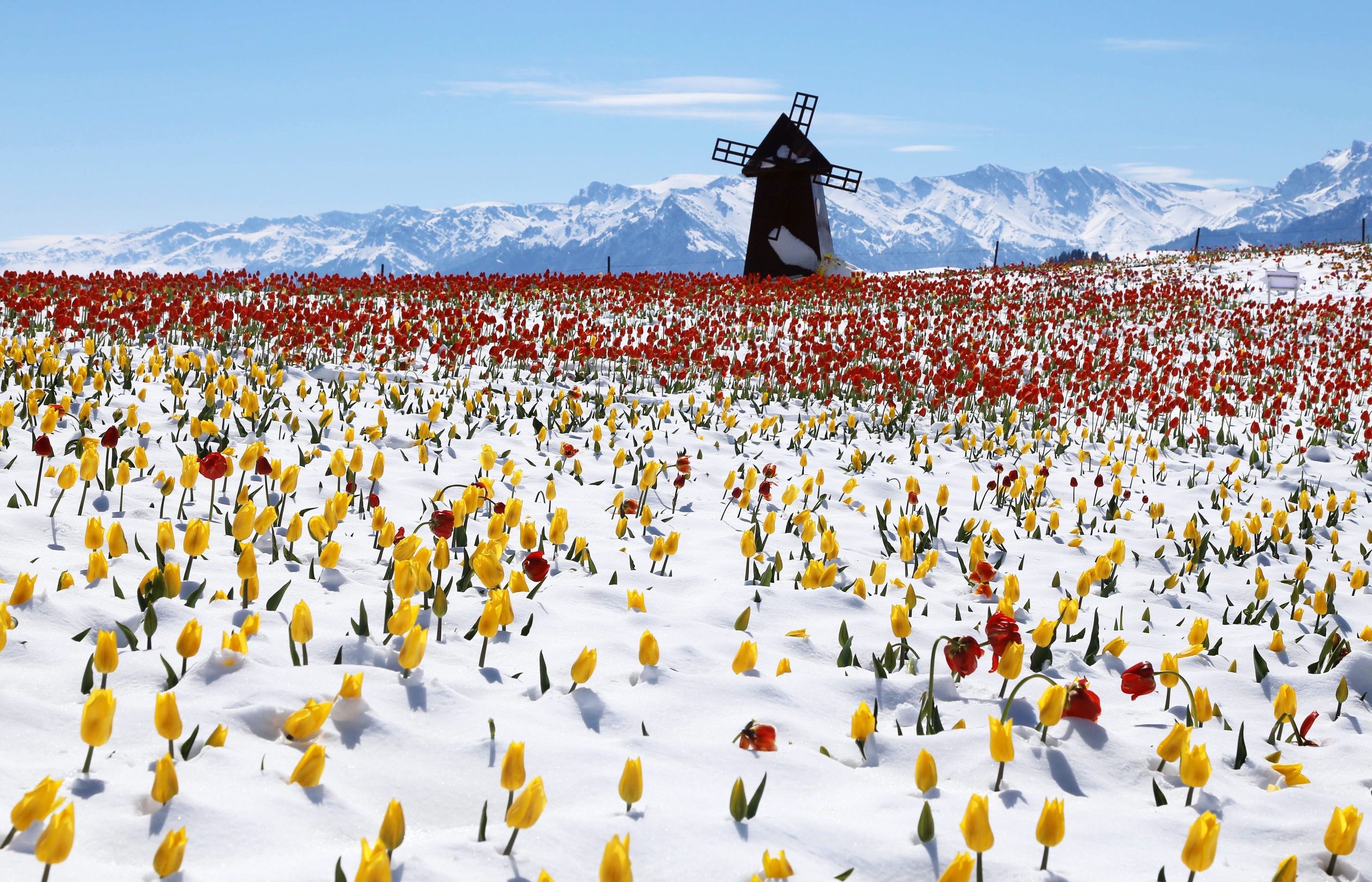 Handy-Wallpaper Landschaft, Winter, Blume, Tulpe, Windmühle, Gelbe Blume, Rote Blume, Menschengemacht kostenlos herunterladen.