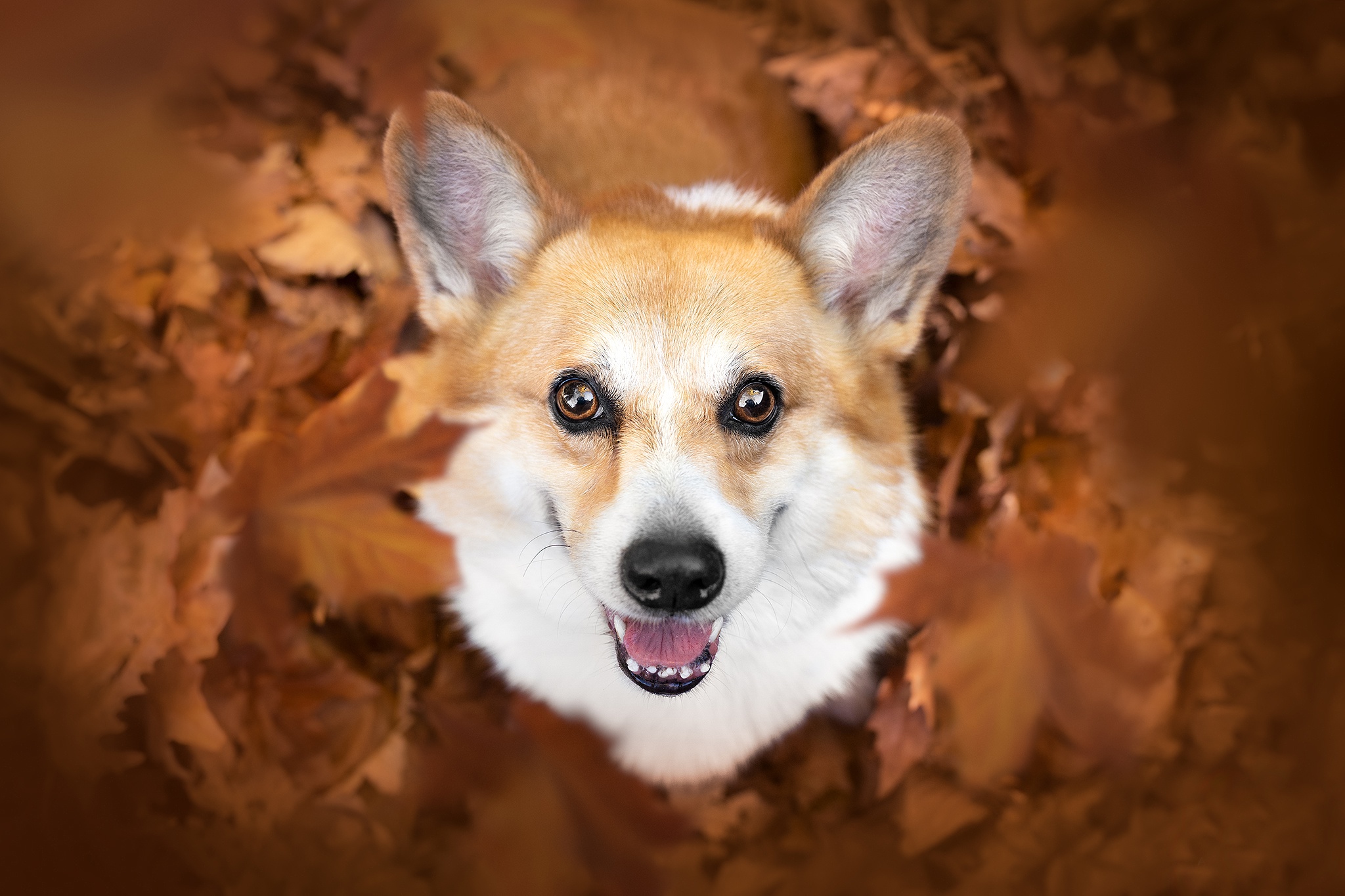 PCデスクトップに動物, 犬, コーギー画像を無料でダウンロード