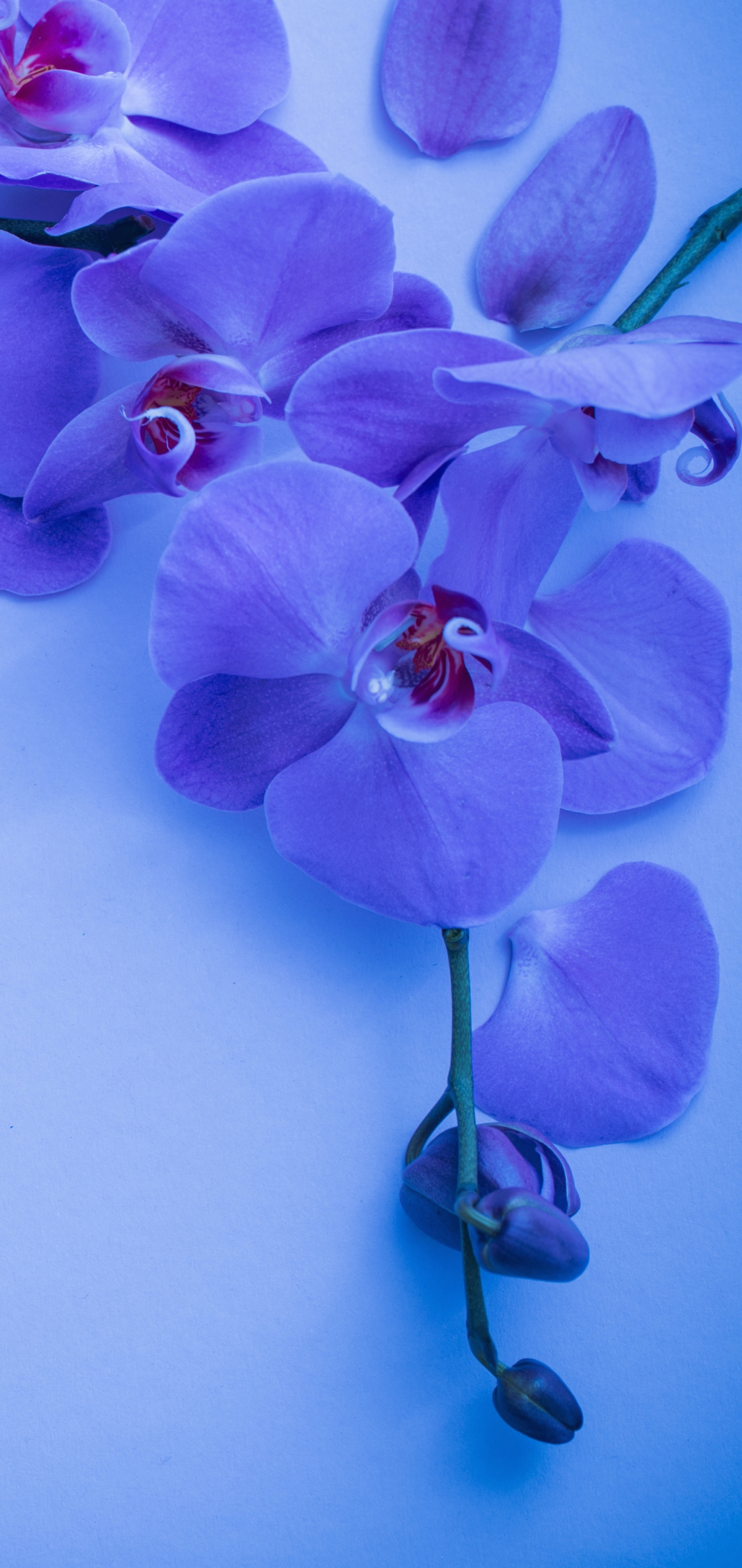 Завантажити шпалери безкоштовно Квітка, Земля, Орхідея, Флауерзи картинка на робочий стіл ПК