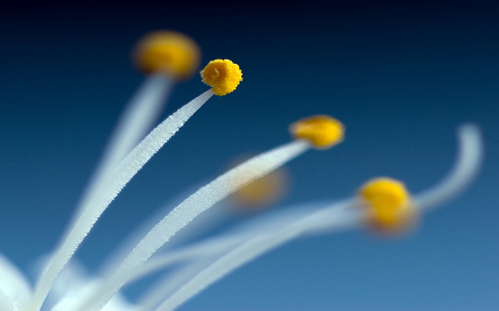 Téléchargez gratuitement l'image Fleurs, Fleur, Terre/nature sur le bureau de votre PC