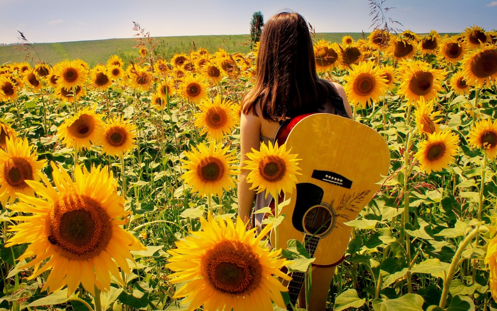 Free download wallpaper Flower, Rear, Sunflower, Women on your PC desktop