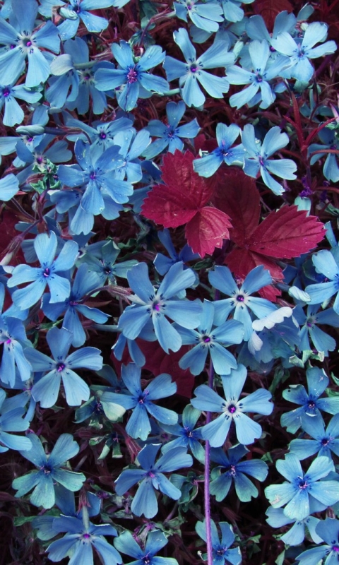 Baixar papel de parede para celular de Flores, Flor, Terra, Terra/natureza, Flor Azul gratuito.