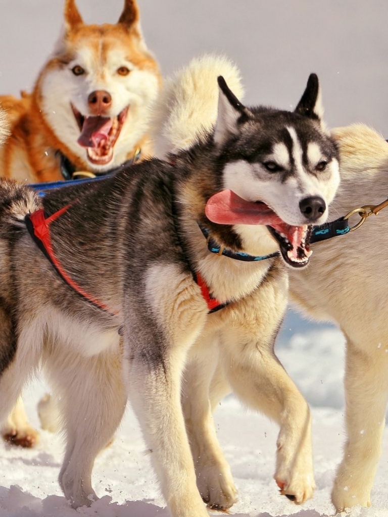 無料モバイル壁紙動物, 犬, ハスキーをダウンロードします。