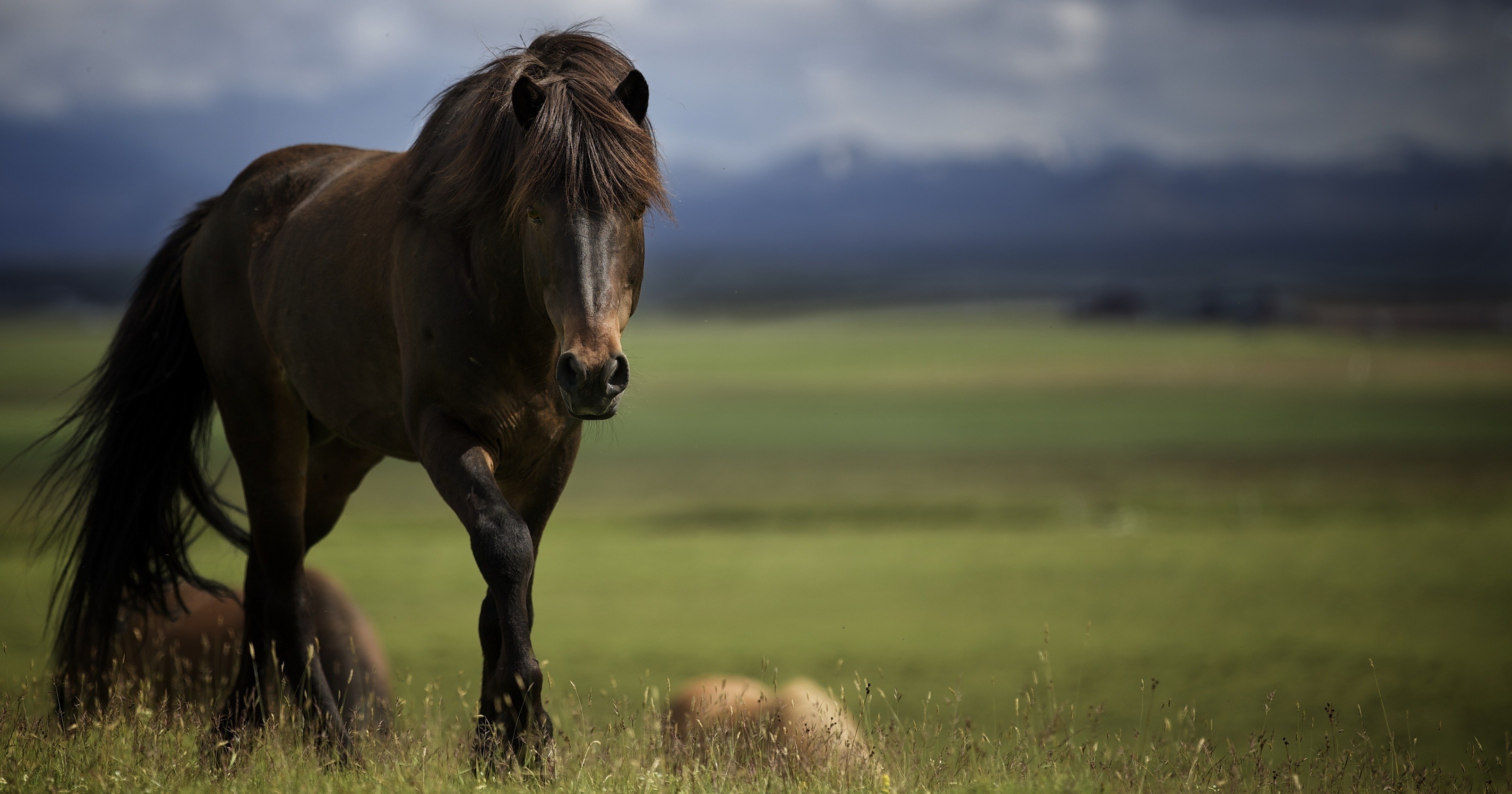 PCデスクトップに動物, 馬画像を無料でダウンロード