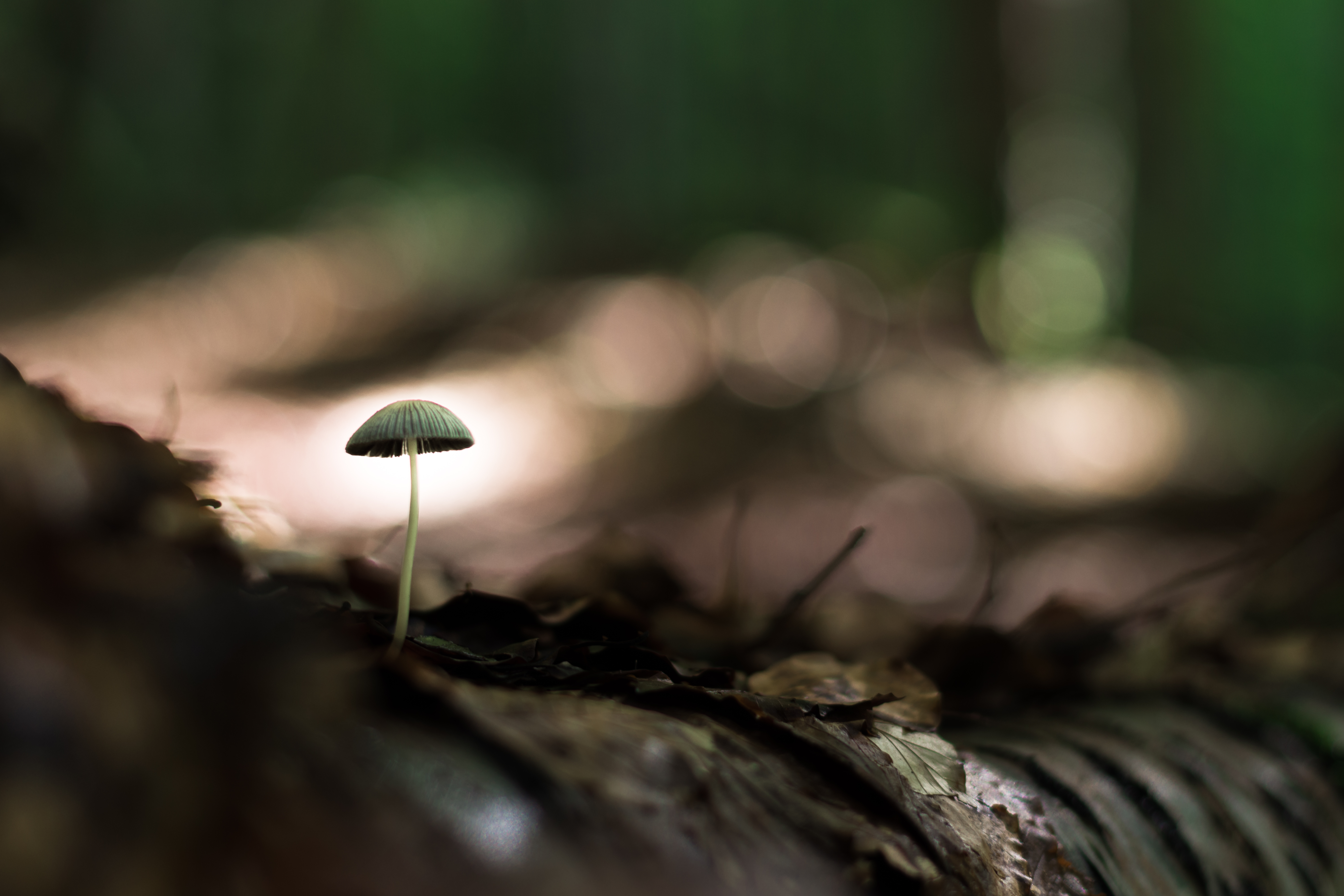 mushroom, leaves, macro, close up, land, earth UHD