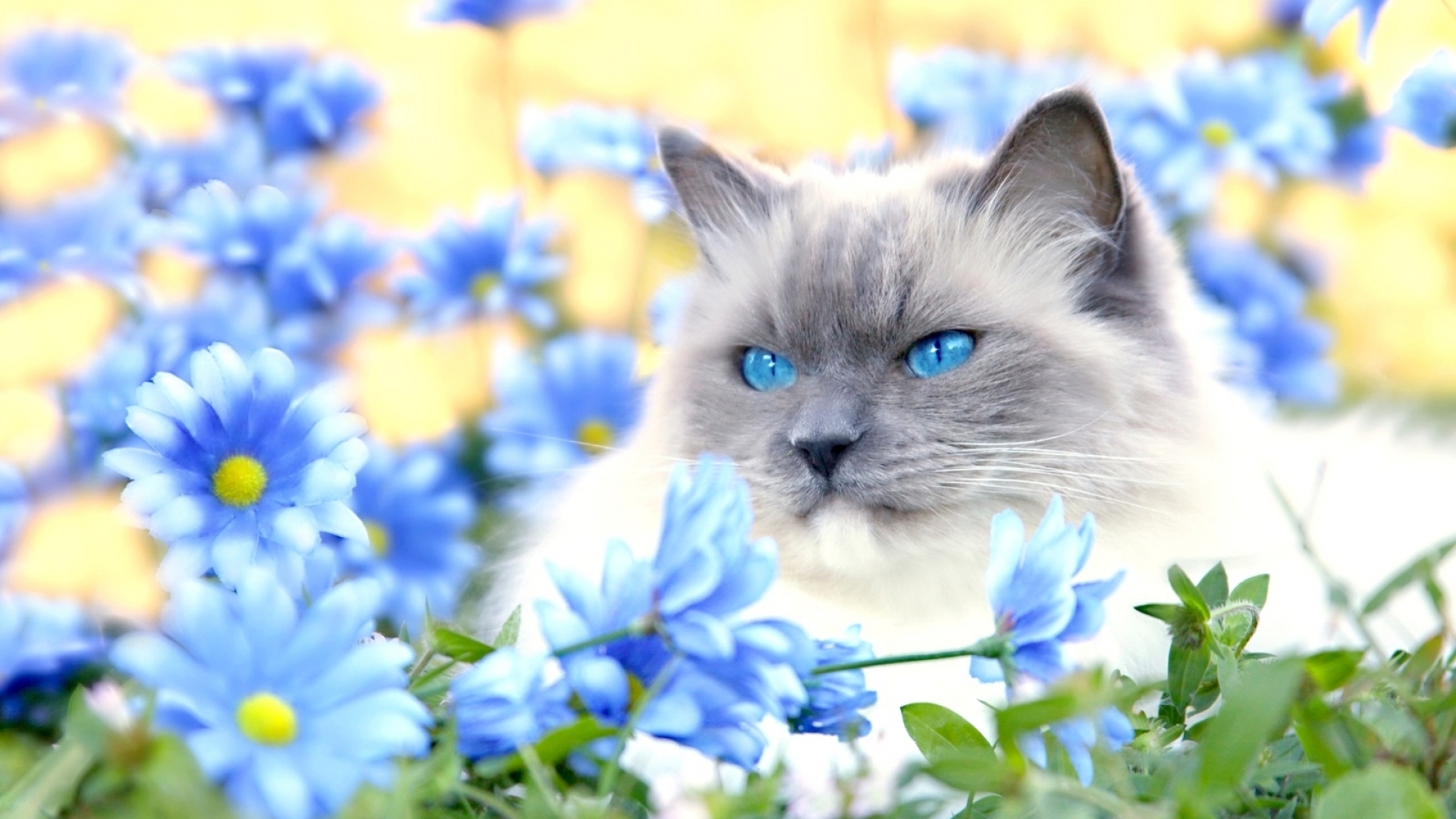 Free download wallpaper Cat, Cats, Animal on your PC desktop