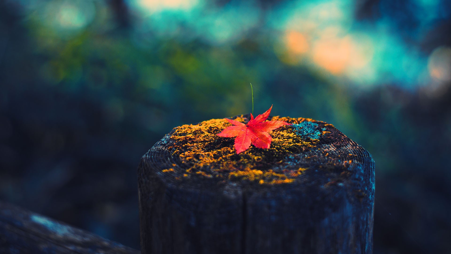 Téléchargez gratuitement l'image Automne, Terre/nature sur le bureau de votre PC