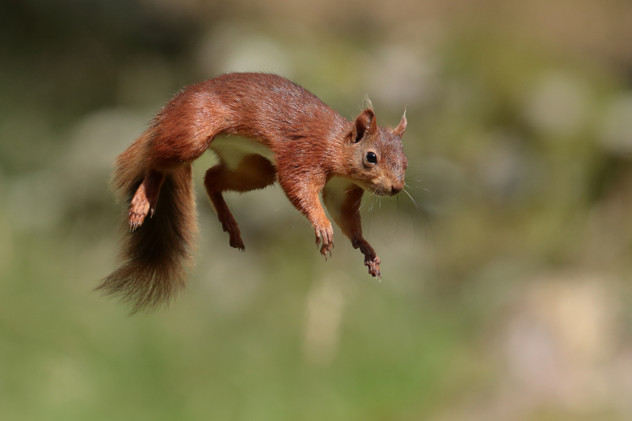 Laden Sie das Tiere, Eichhörnchen, Springen, Nagetier-Bild kostenlos auf Ihren PC-Desktop herunter