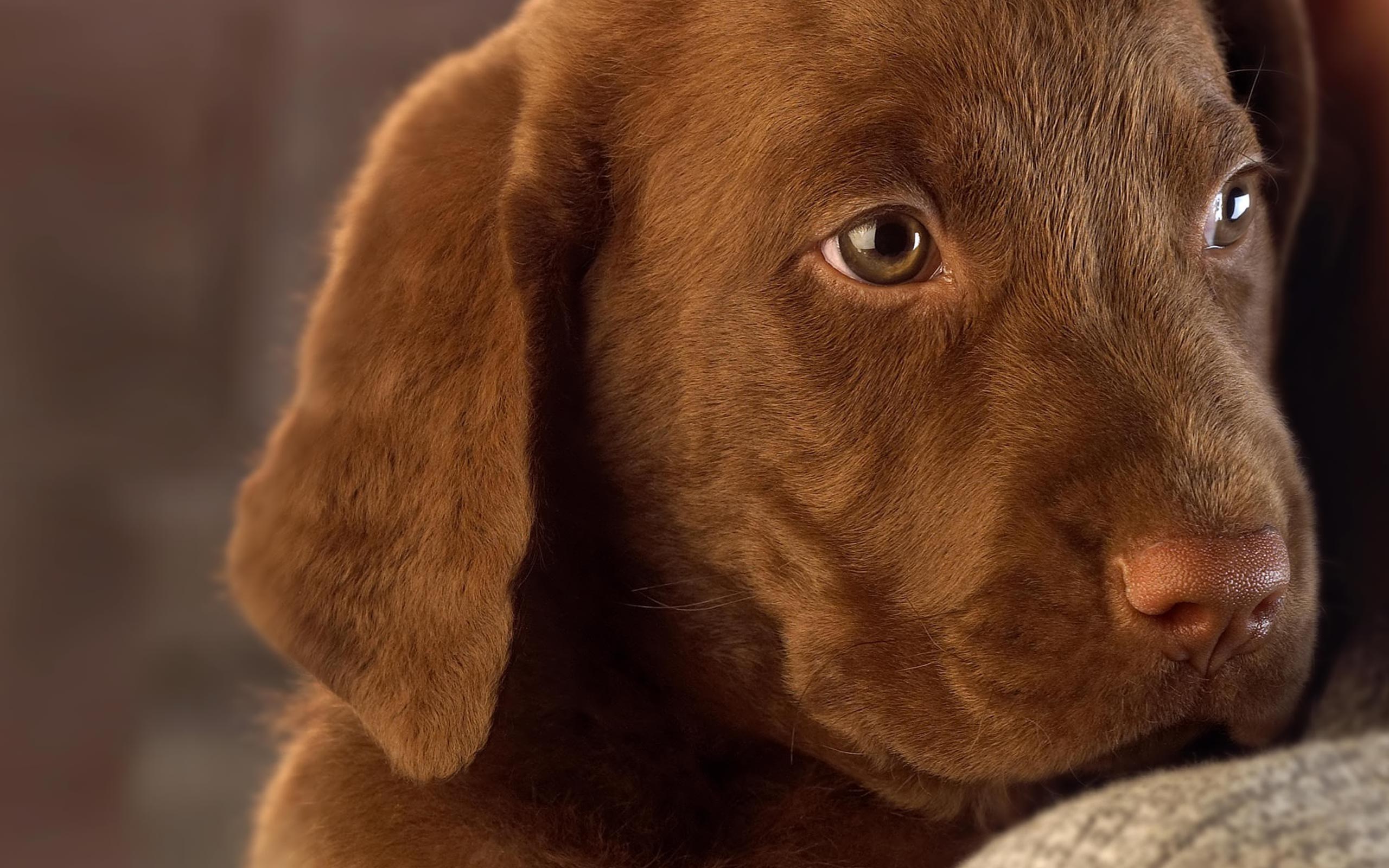 Handy-Wallpaper Tiere, Hund kostenlos herunterladen.