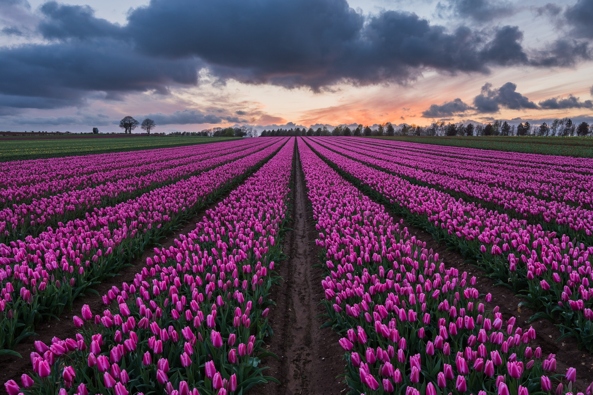 Download mobile wallpaper Nature, Flowers, Earth, Field, Cloud, Tulip, Pink Flower for free.