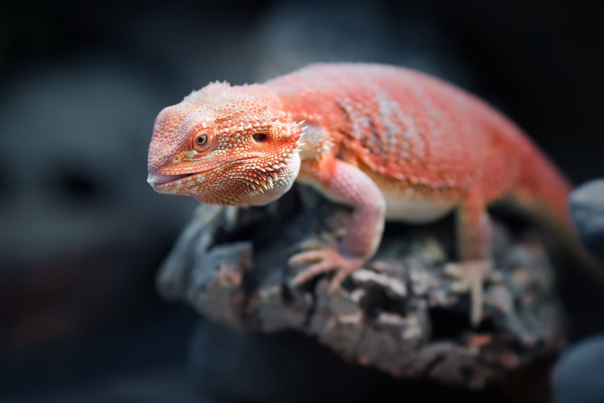 417170 descargar imagen animales, dragon barbudo, lagarto, reptil, reptiles: fondos de pantalla y protectores de pantalla gratis
