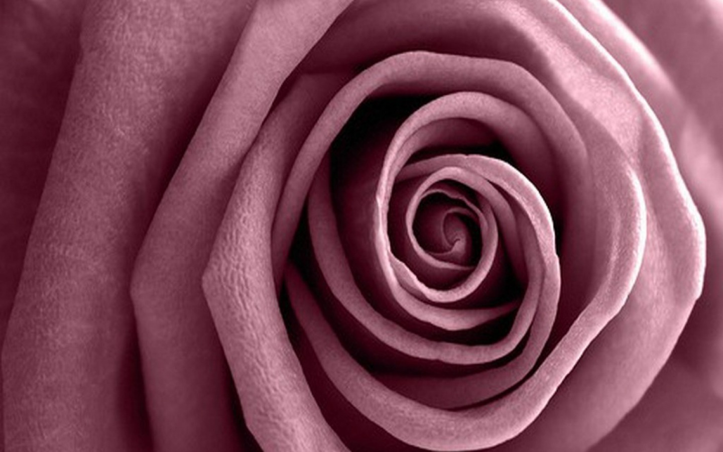 Téléchargez des papiers peints mobile Fleurs, Rose, Fleur, Fermer, Mauve, La Nature, Terre/nature, Fleur Rose gratuitement.