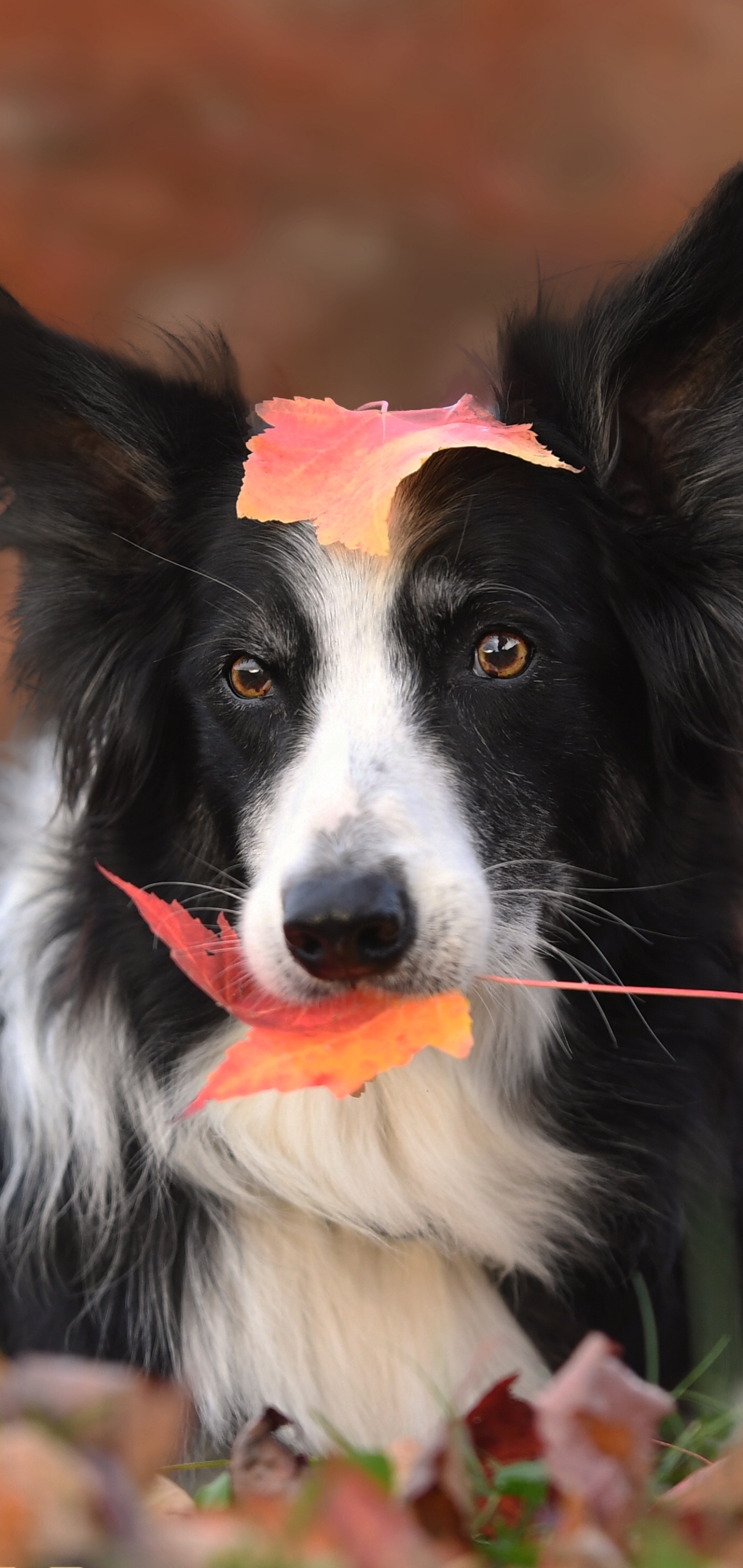 Download mobile wallpaper Dogs, Dog, Leaf, Fall, Animal, Border Collie, Depth Of Field for free.