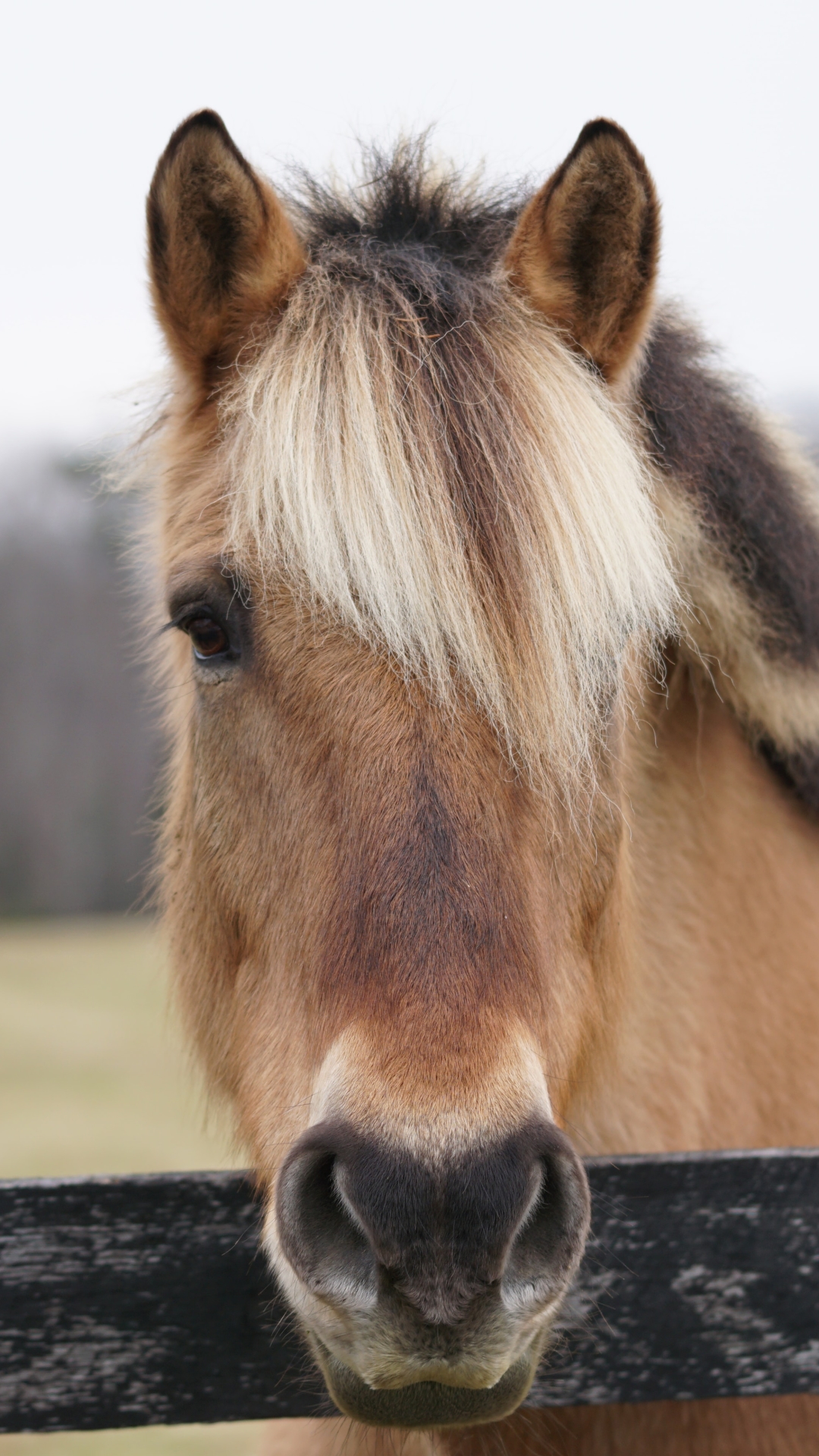 Handy-Wallpaper Hauspferd, Tiere kostenlos herunterladen.